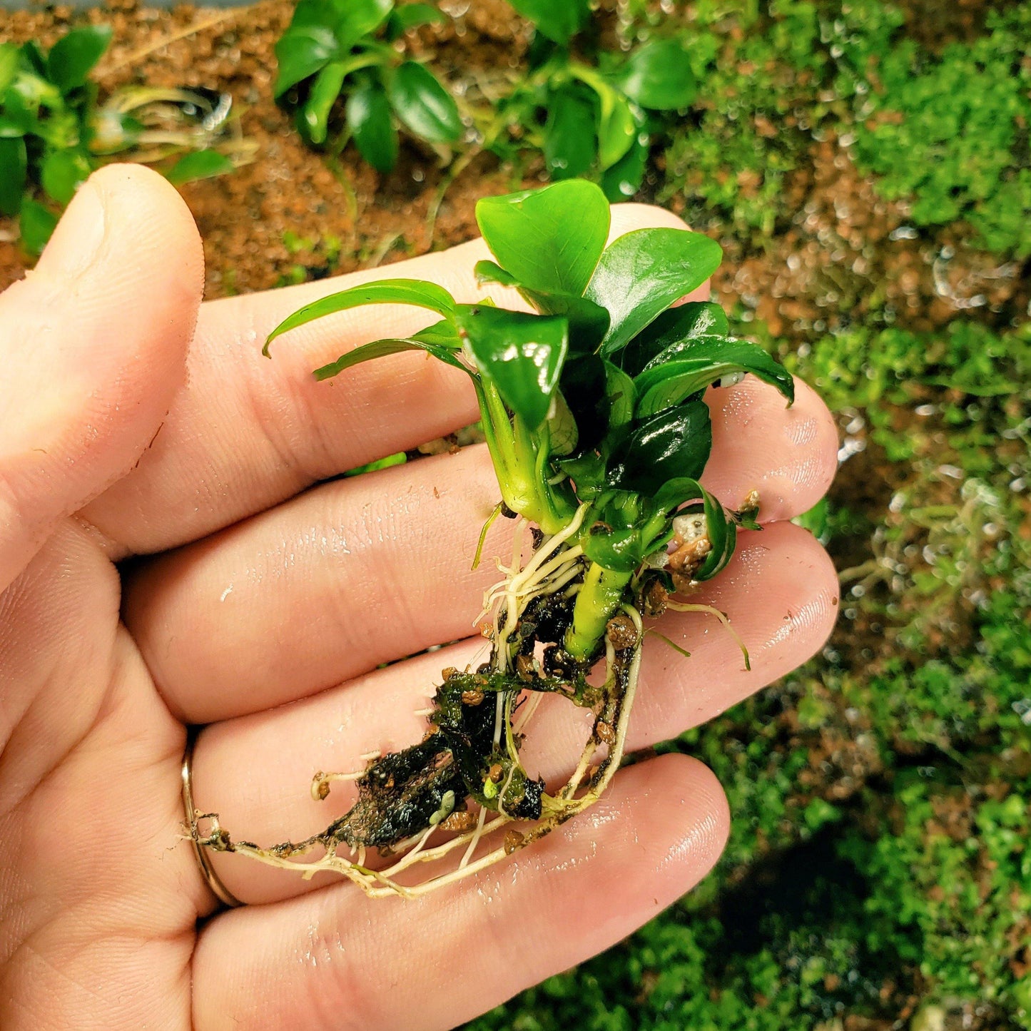 Anubias Nana petite