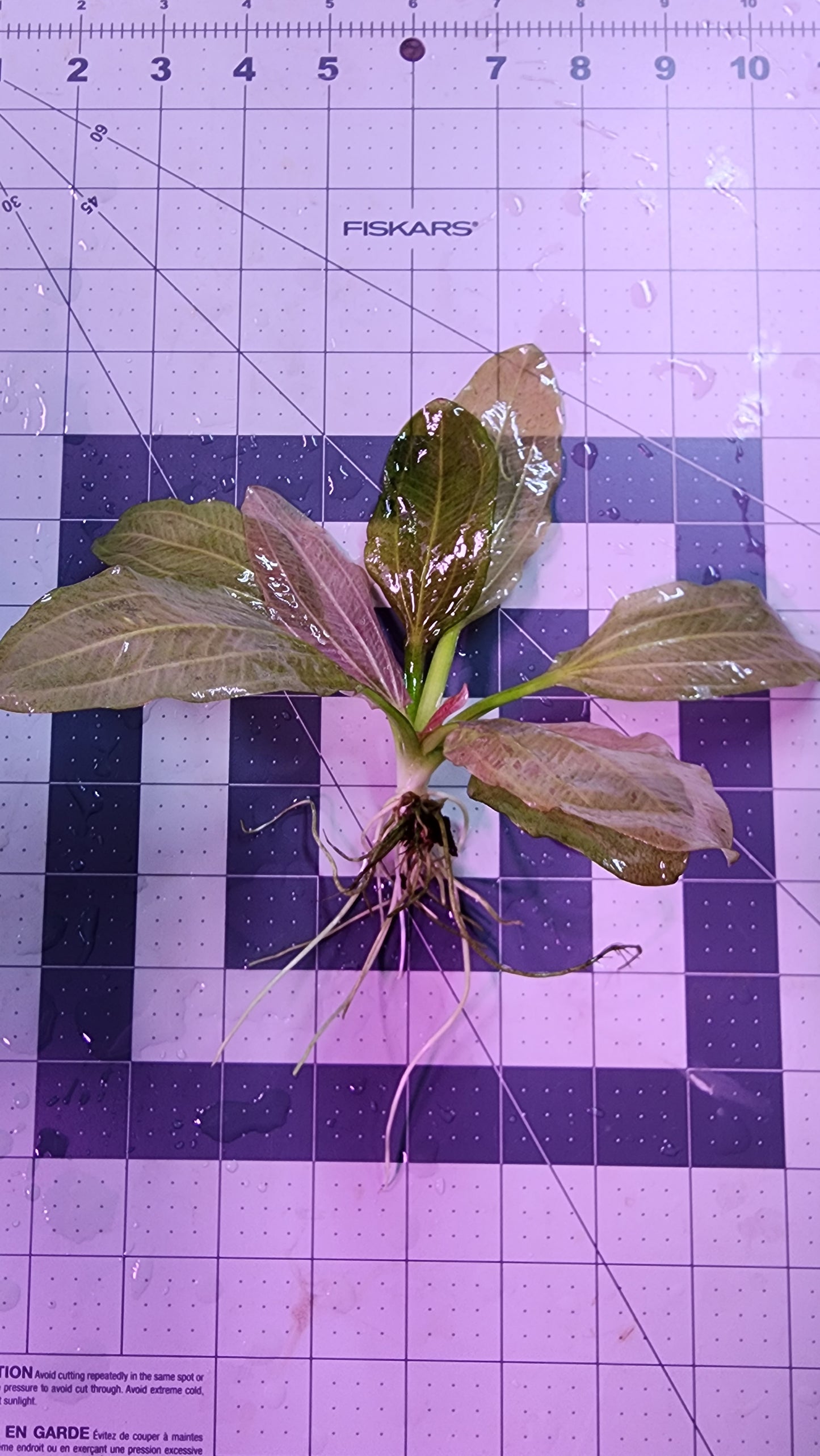 Echinodorus Yellow Sun