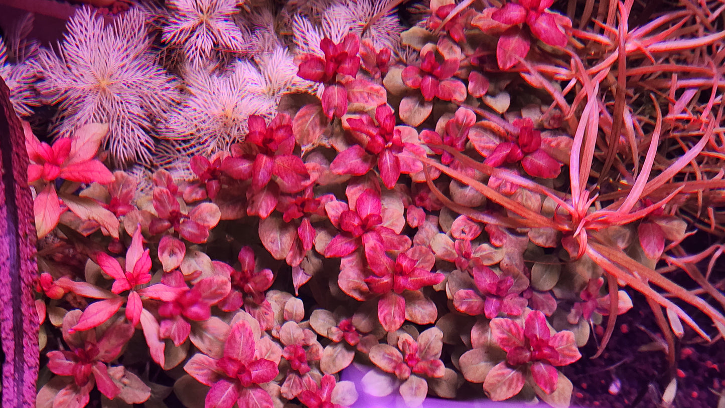 Ludwigia senegalensis (guinea)