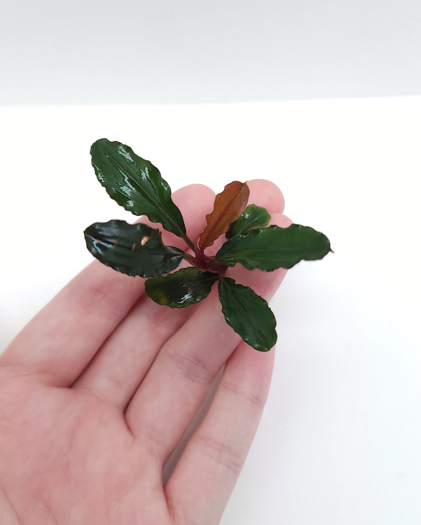 BUCEPHALANDRA SP. LALINA