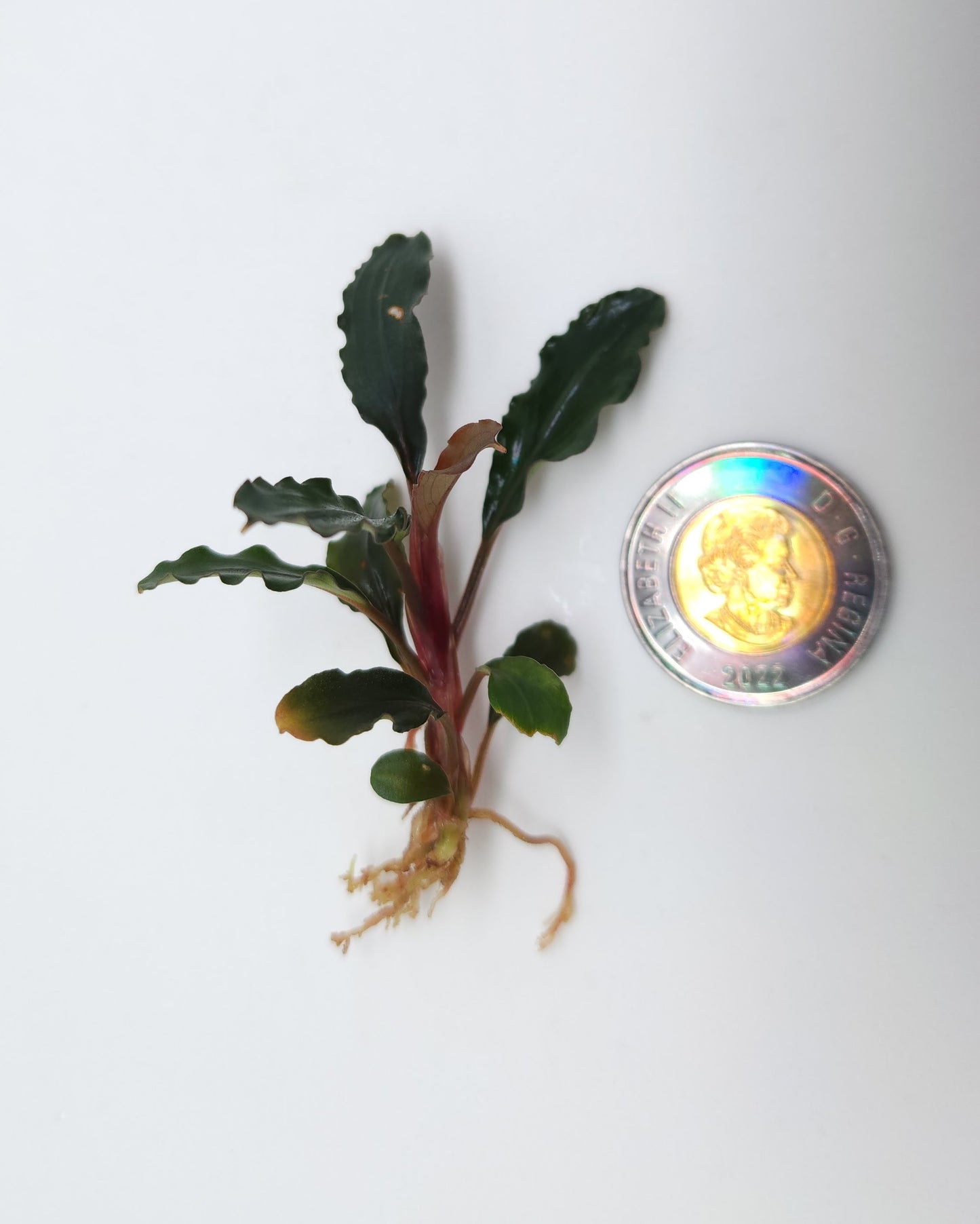 BUCEPHALANDRA SP. LALINA