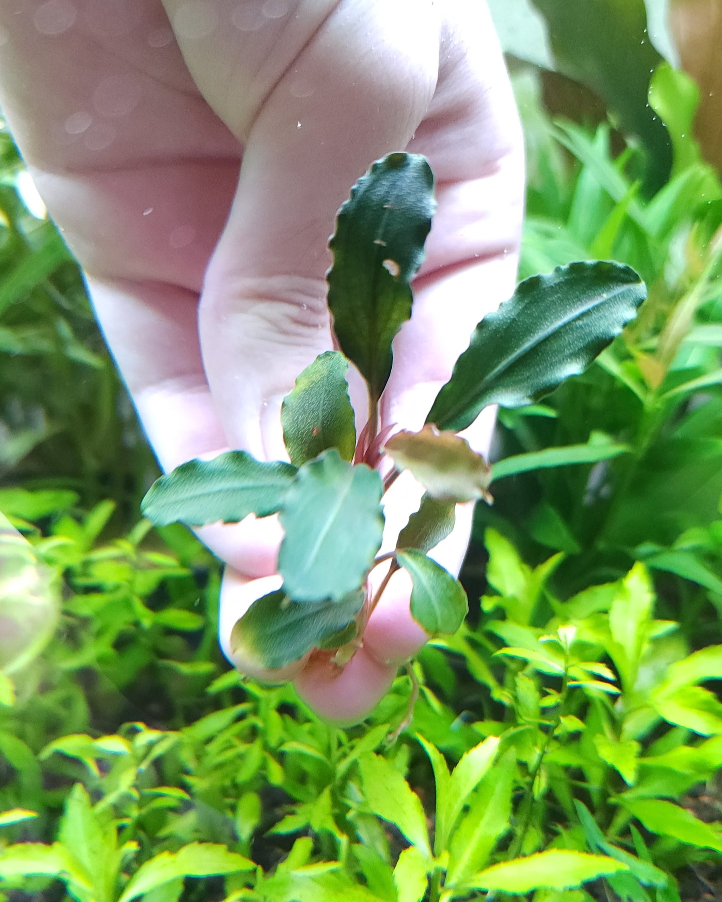 BUCEPHALANDRA SP. LALINA