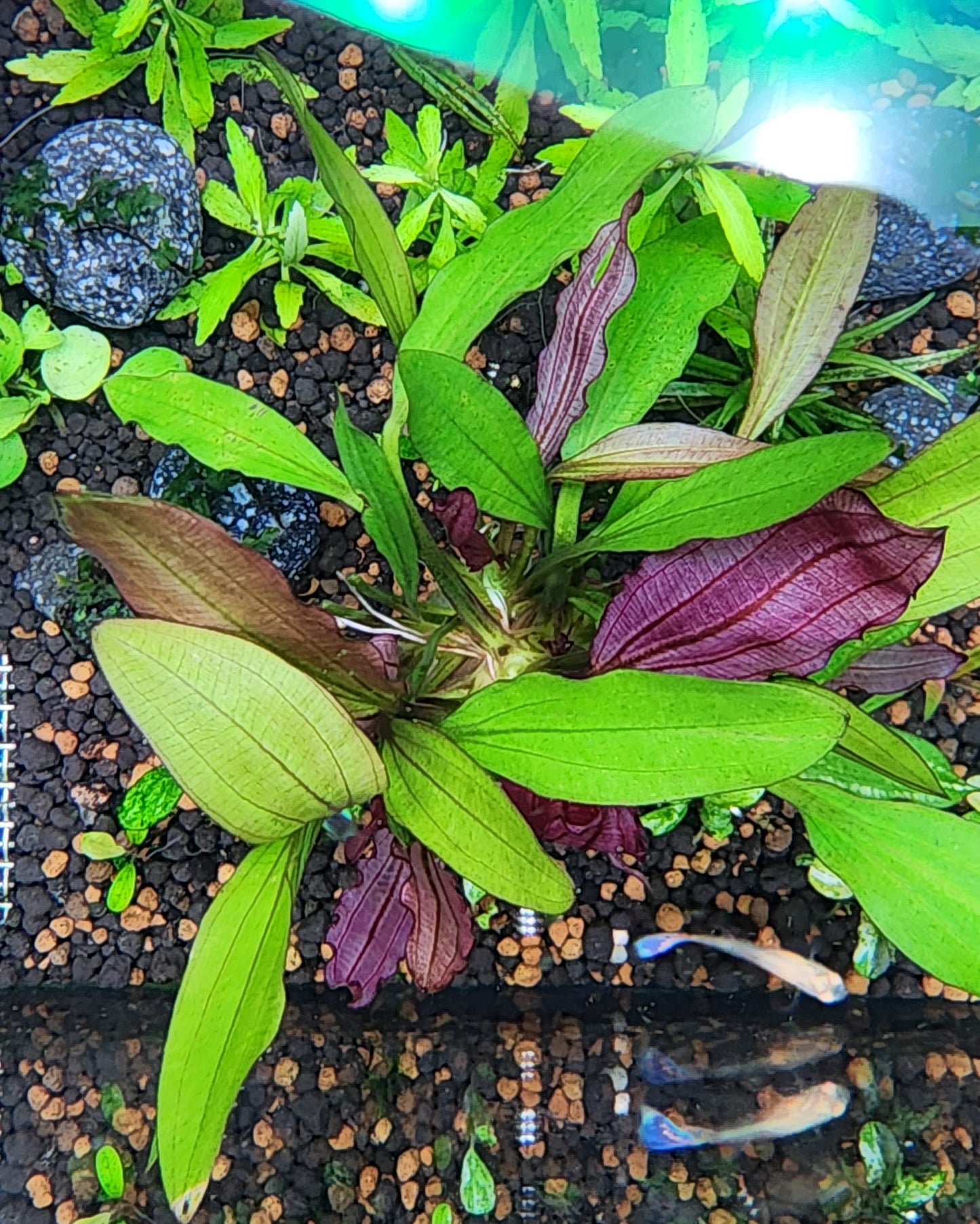 Echinodorus Miracle