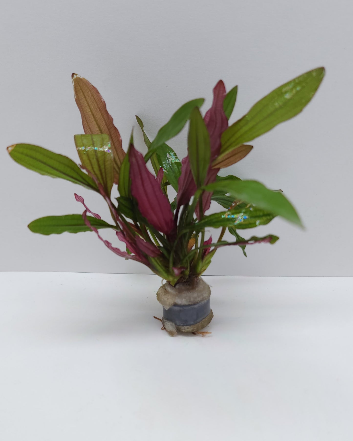 Echinodorus Miracle