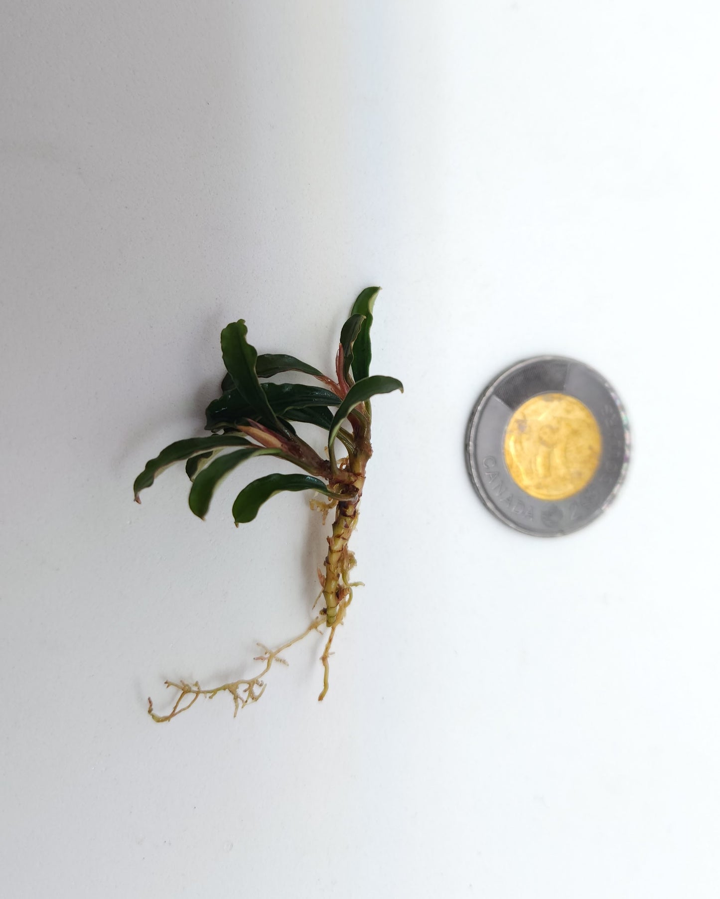 BUCEPHALANDRA SP. BROWNIE MINI