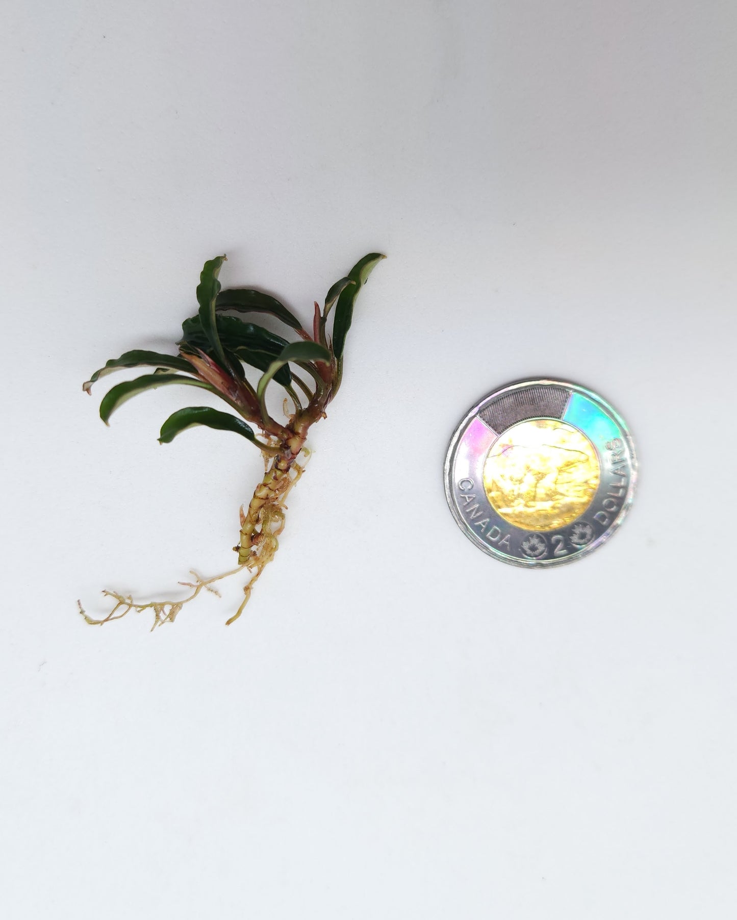 BUCEPHALANDRA SP. BROWNIE MINI