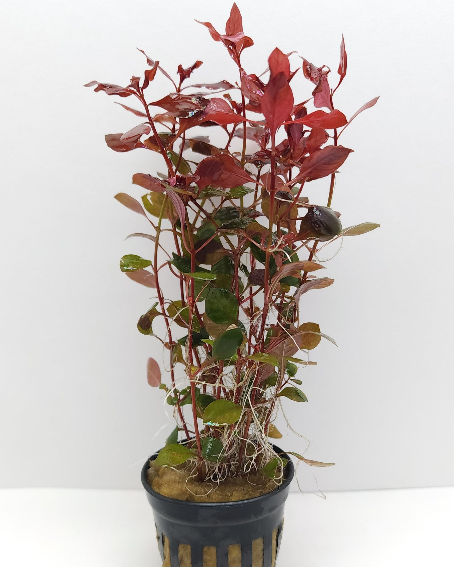 Ludwigia palustris super red