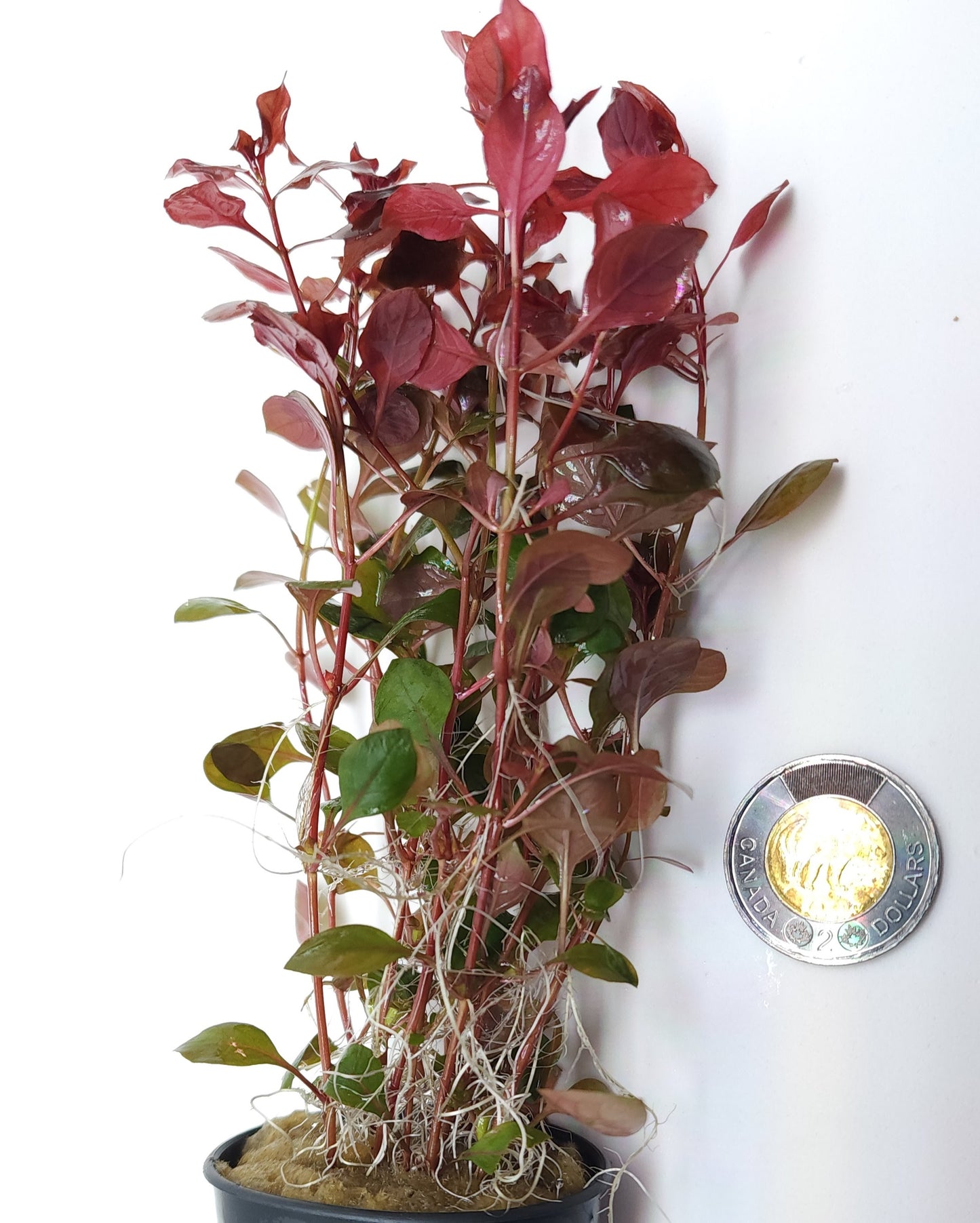 Ludwigia palustris super red