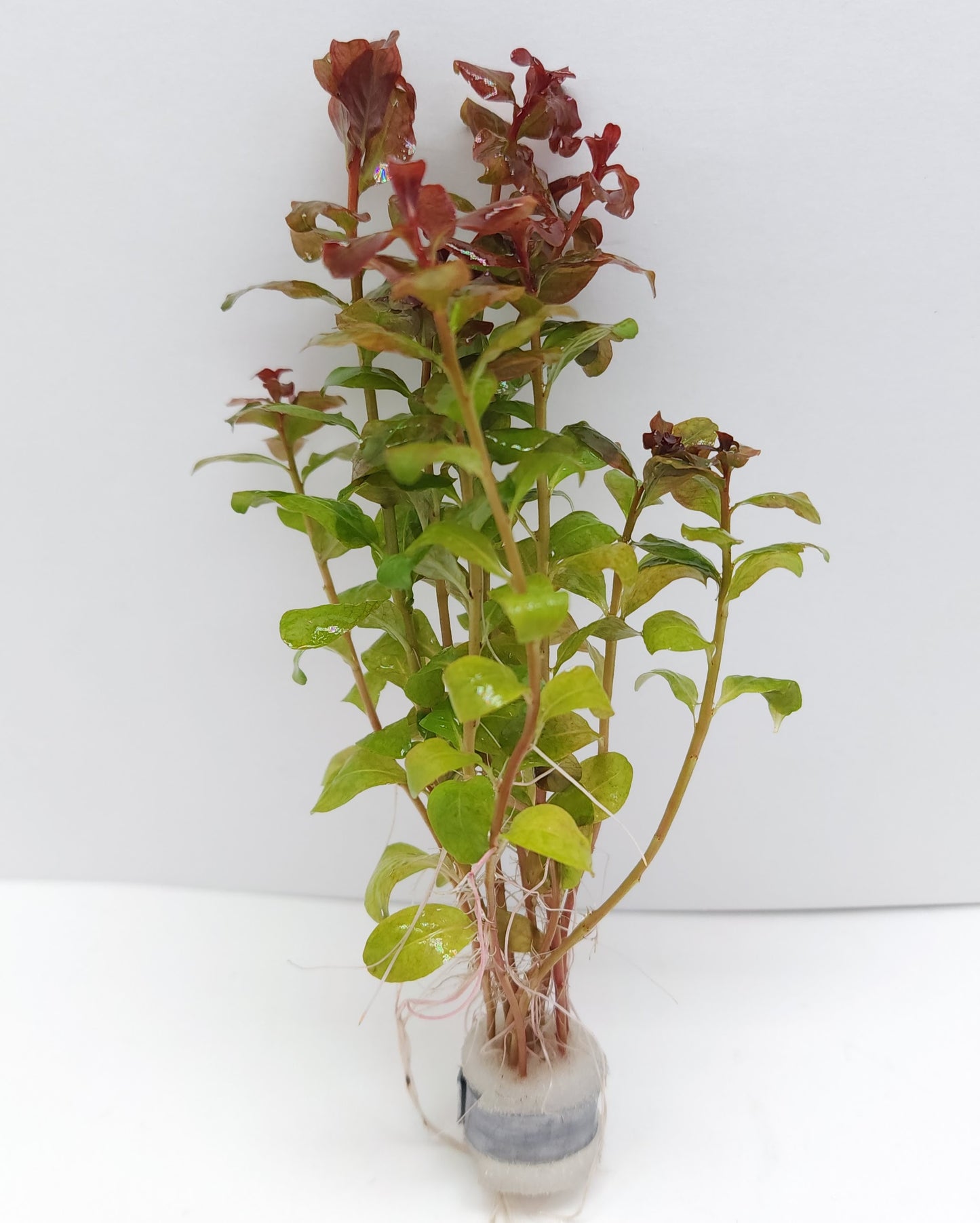 Ludwigia senegalensis (guinea)