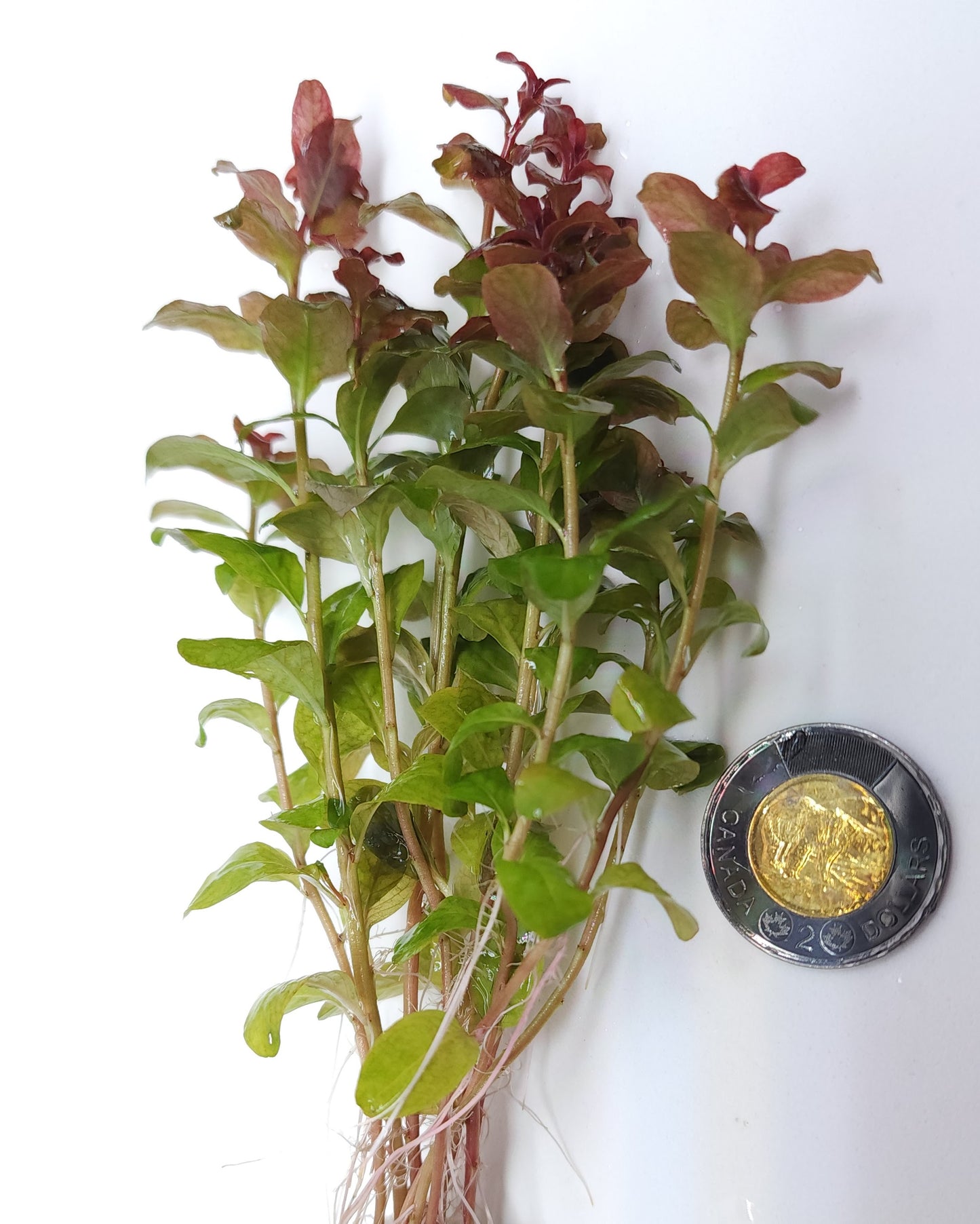 Ludwigia senegalensis (guinea)