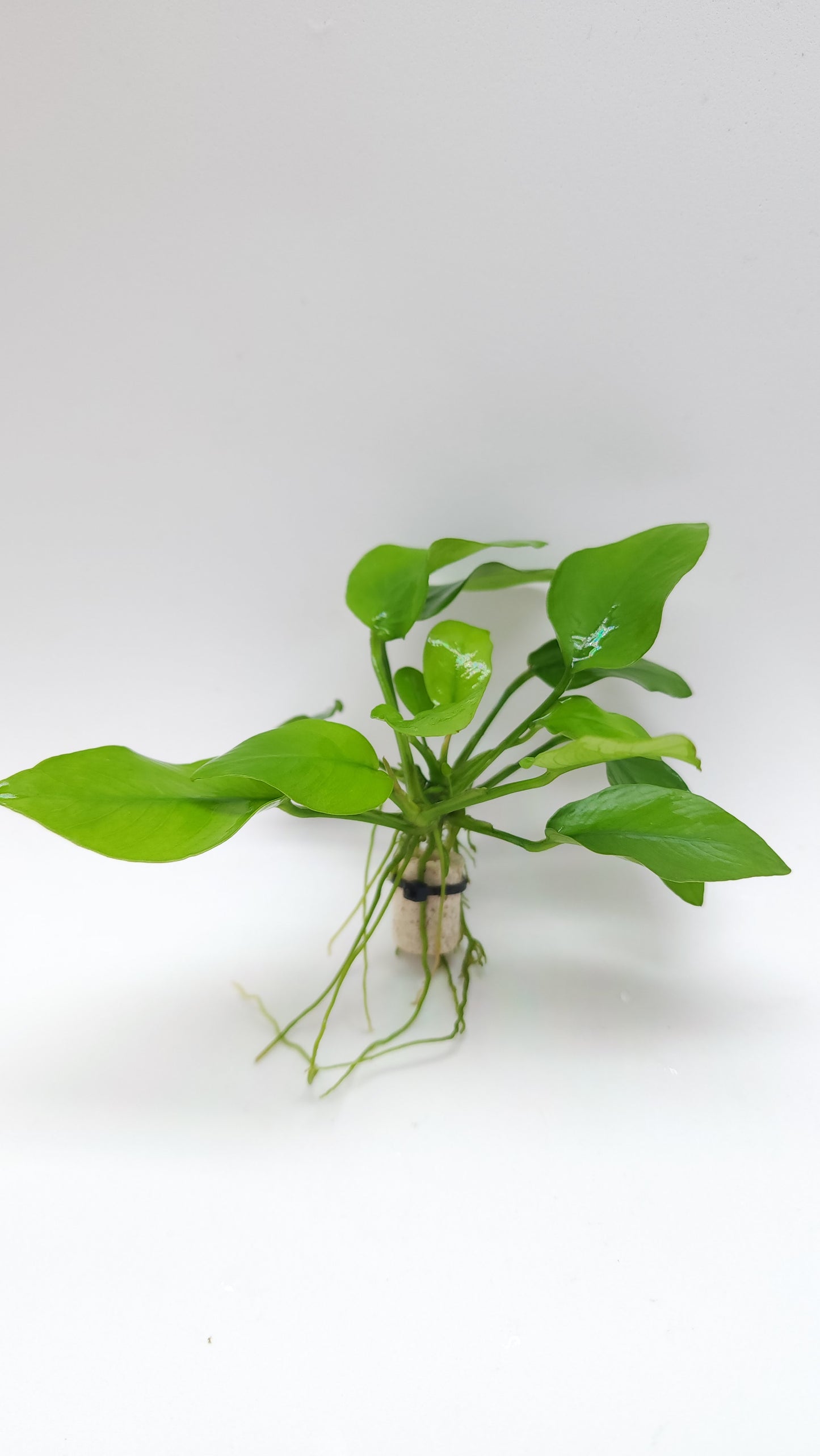 Anubias barteri var Nana (Golden)