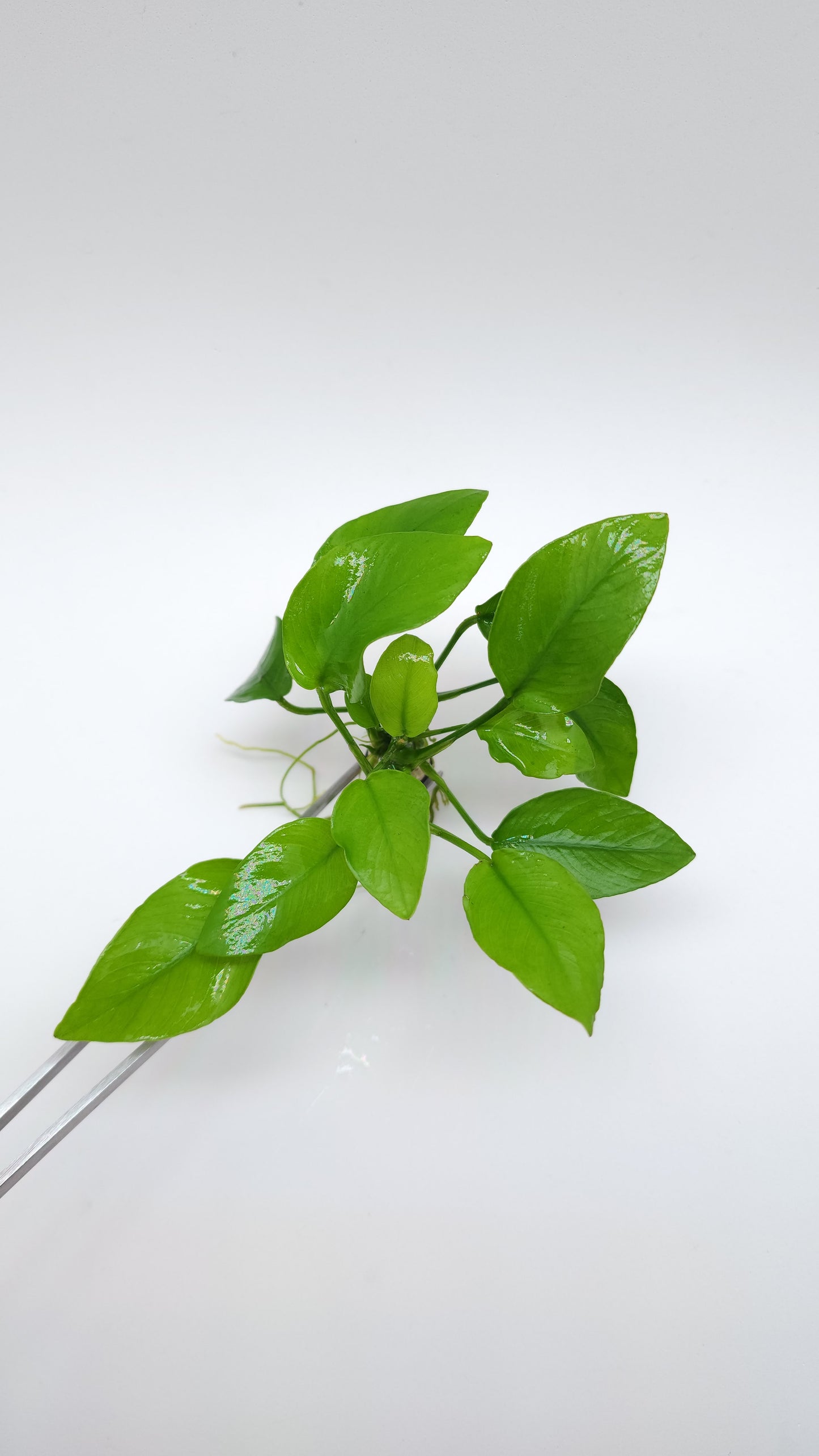 Anubias barteri var Nana (Golden)