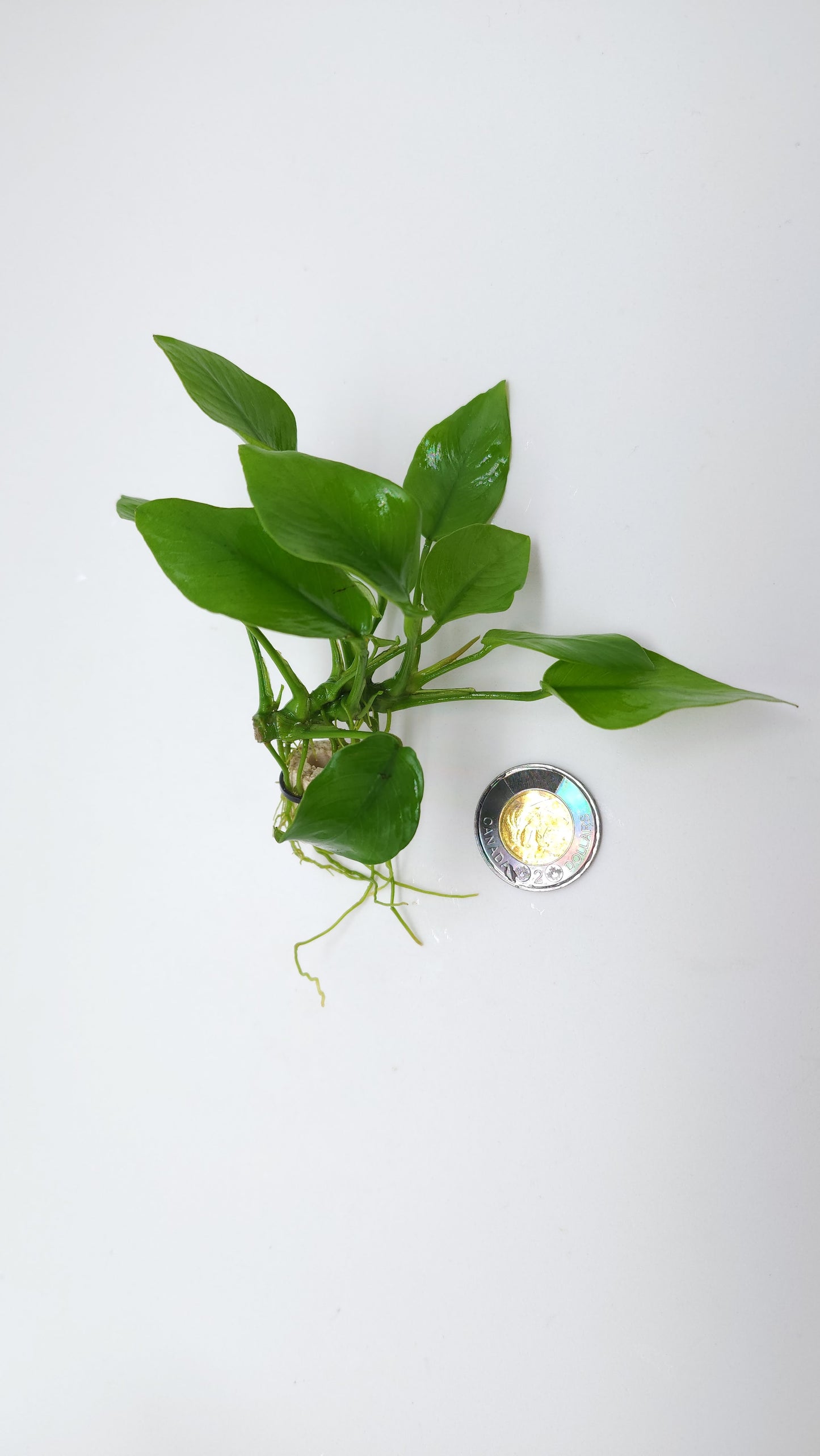 Anubias barteri var Nana (Golden)