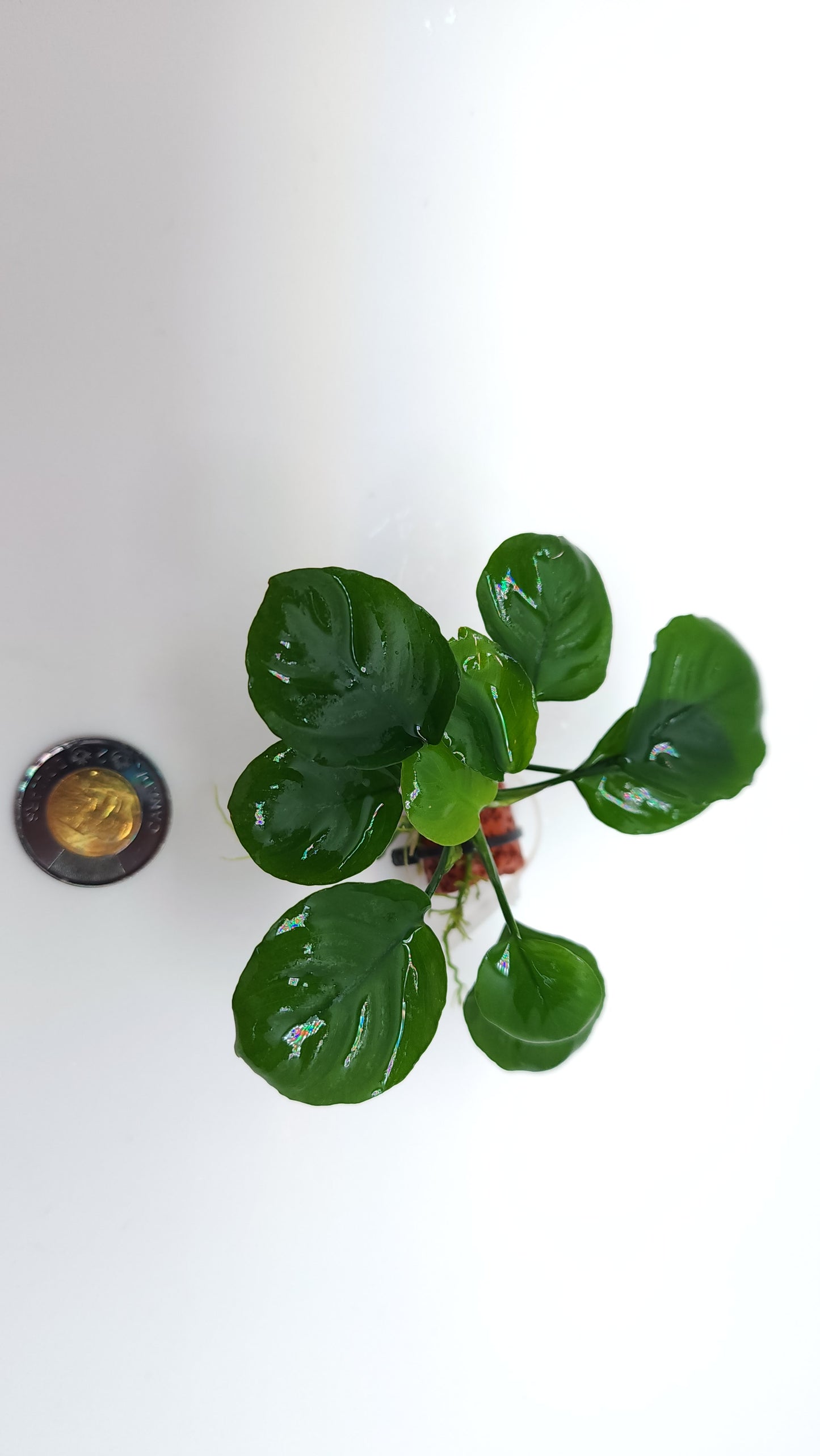 Anubias Barteri Round (Golden Coin)