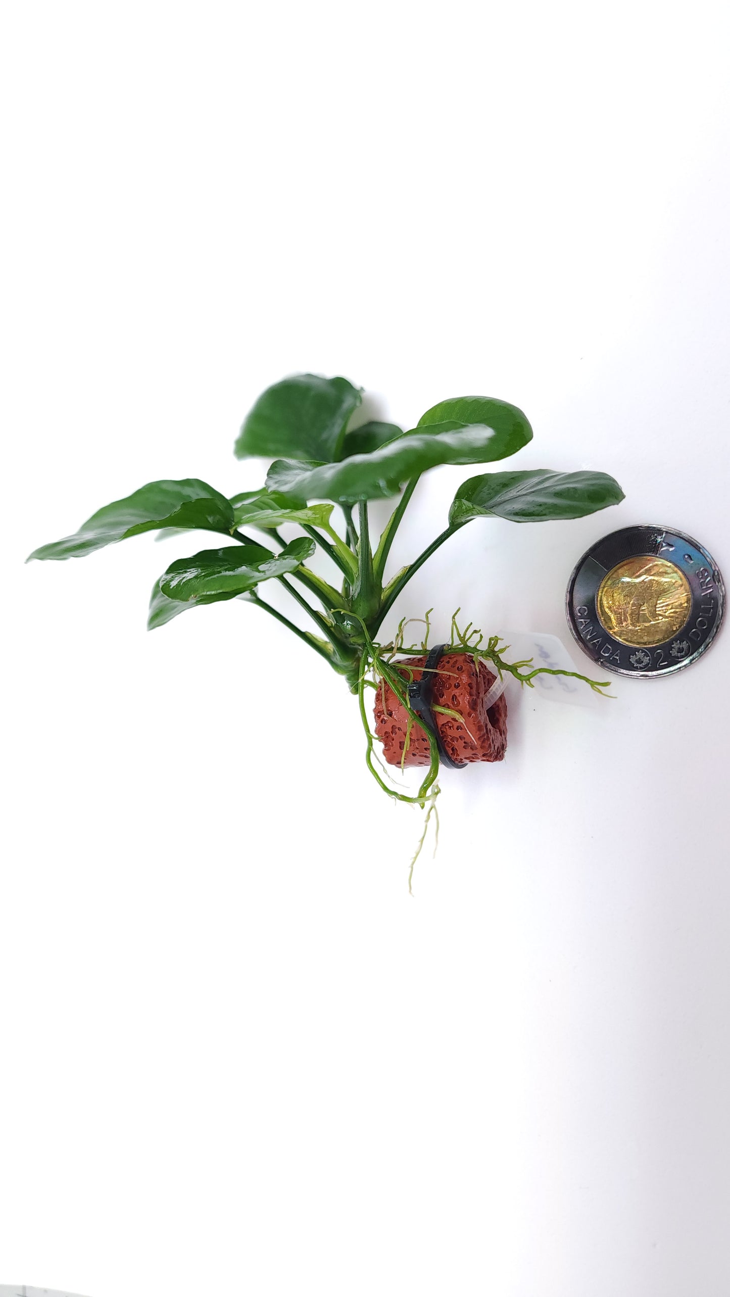 Anubias Barteri Round (Golden Coin)