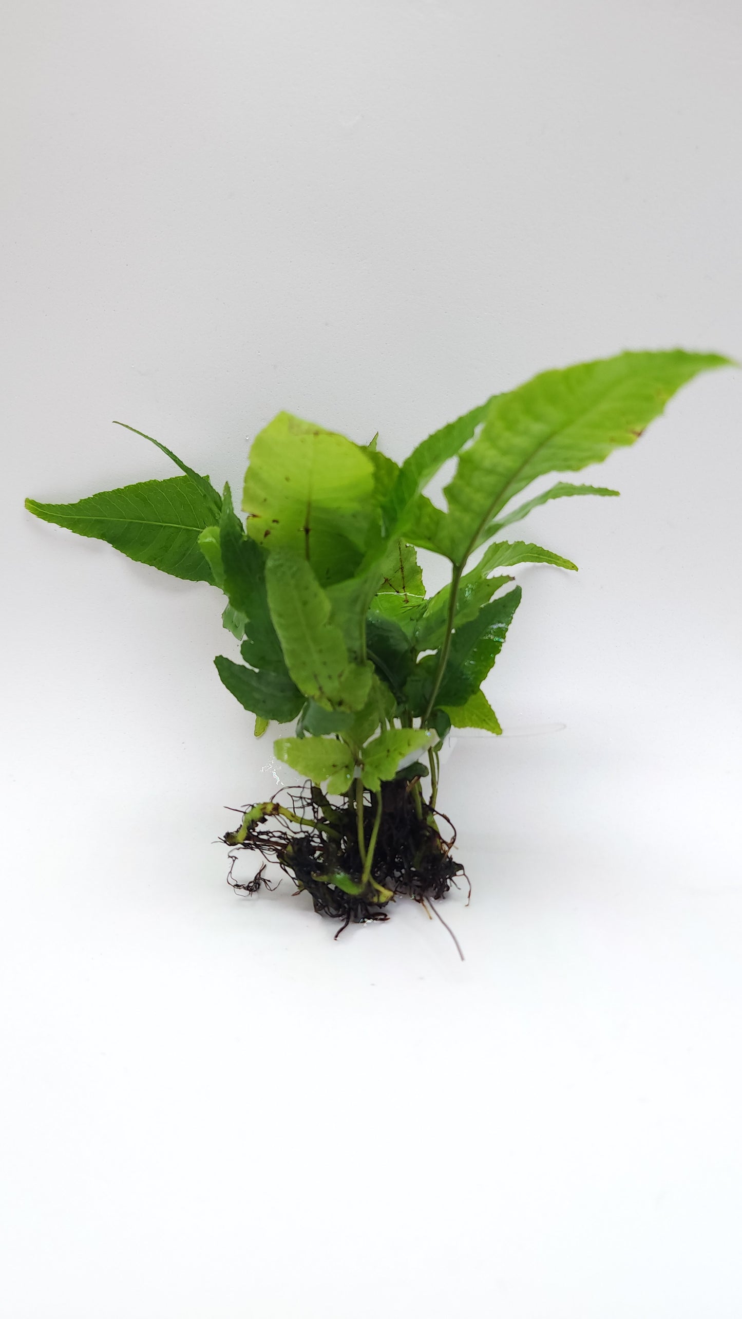 Bolbitis Heteroclita Asiatica