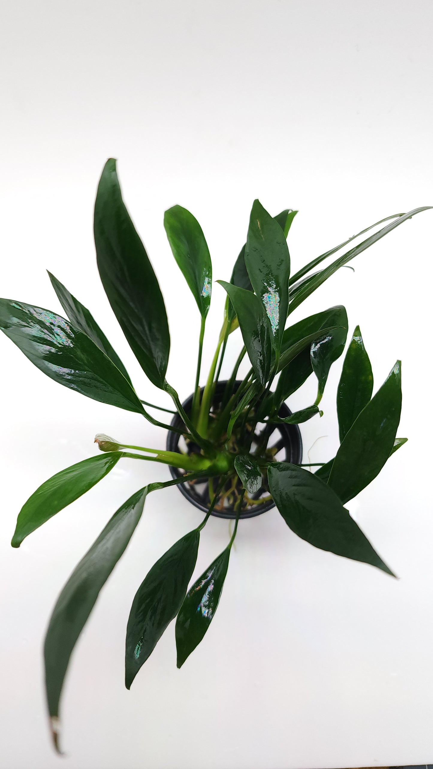 Anubias Congensis Mini