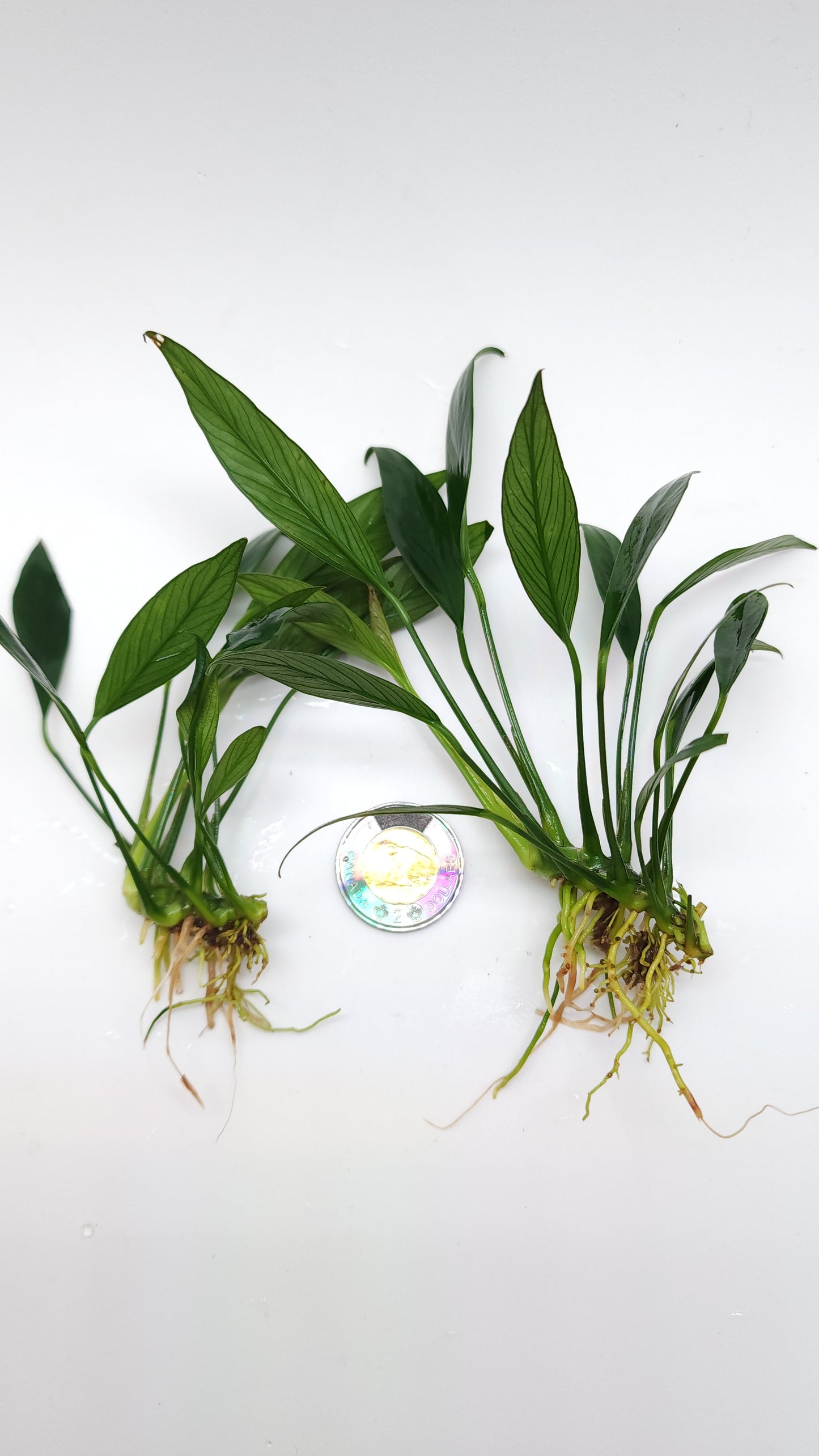 Anubias Congensis Mini