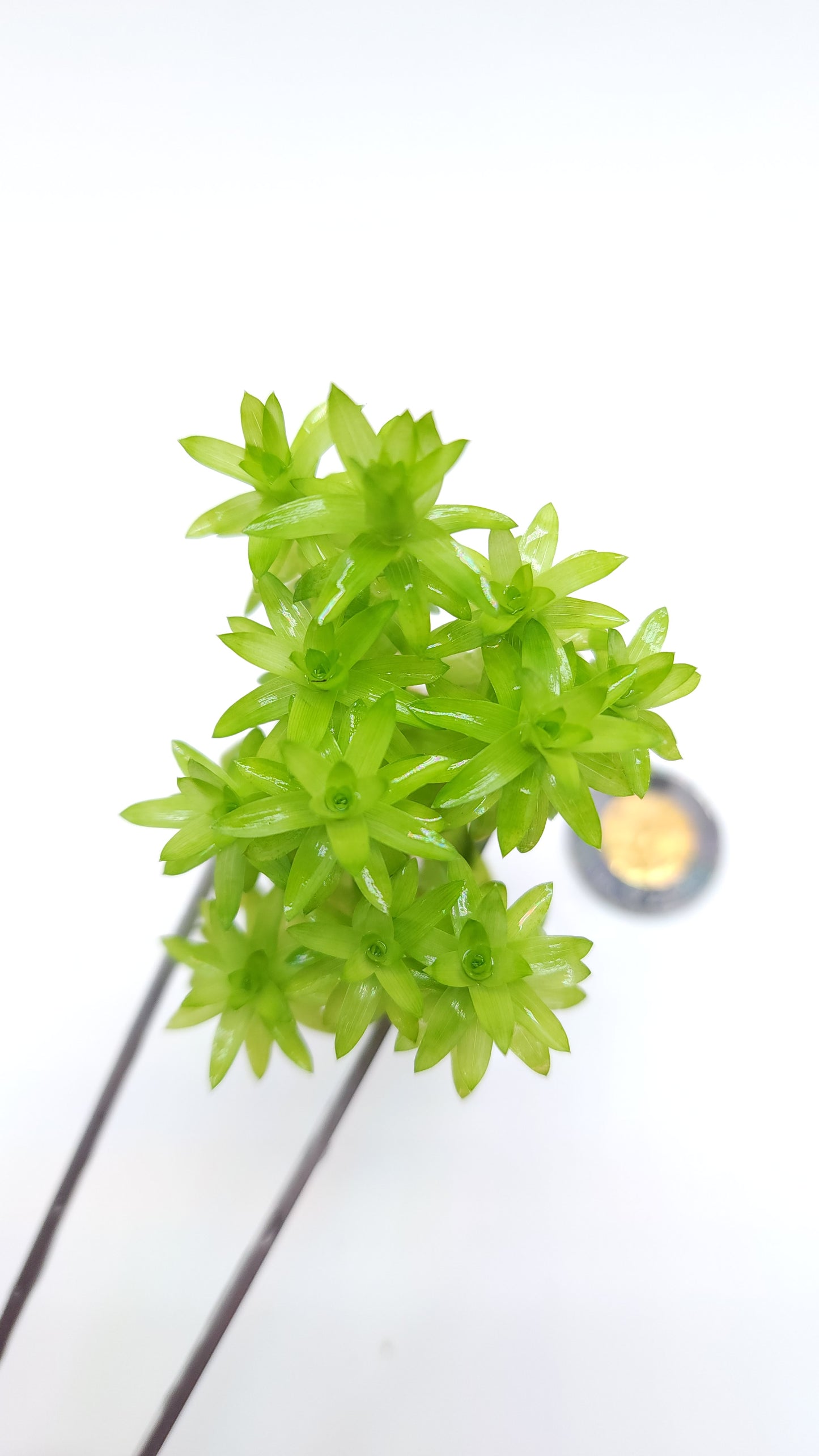 Tonina Fluviatilis