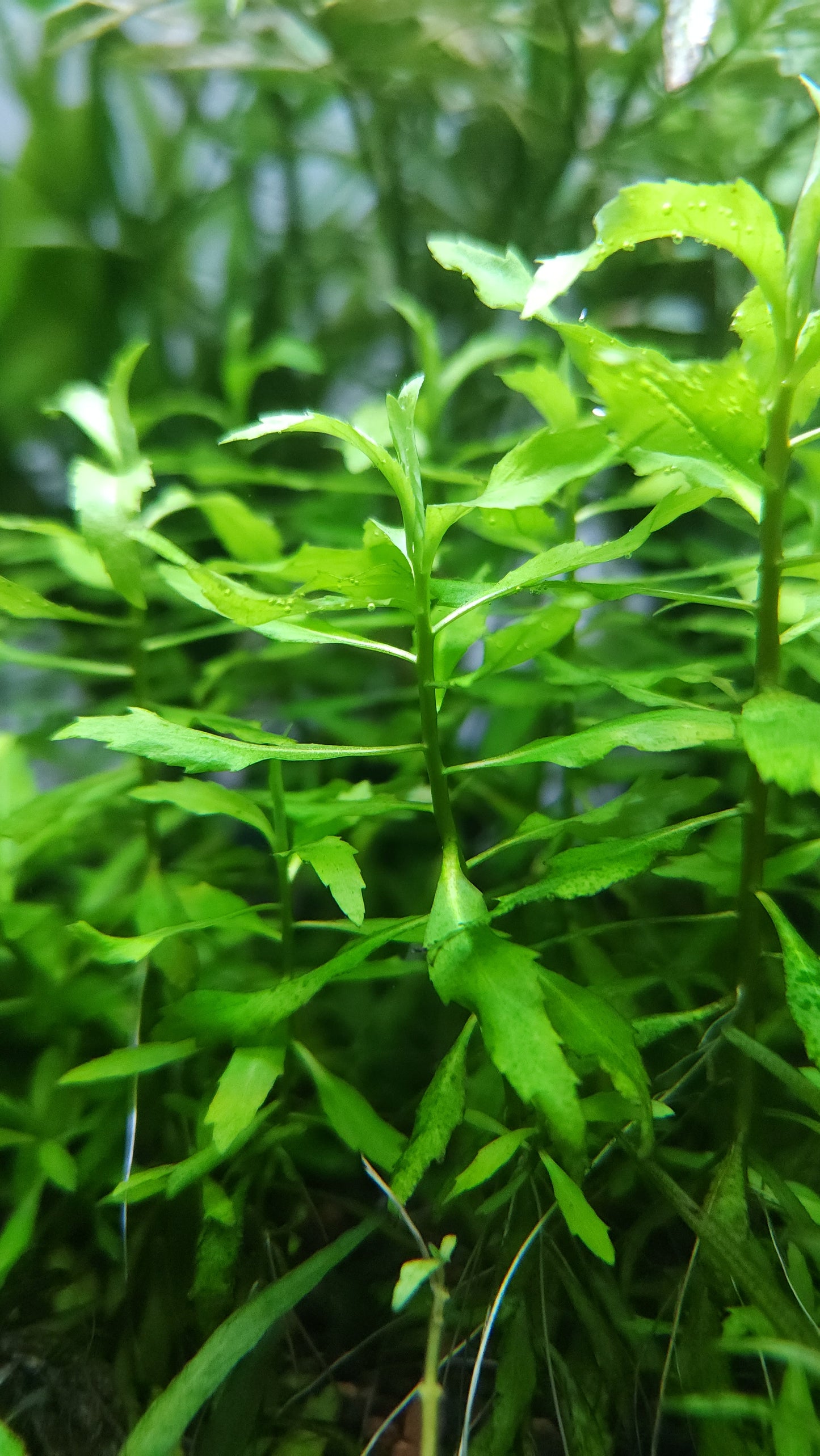 Penthorum sedoides