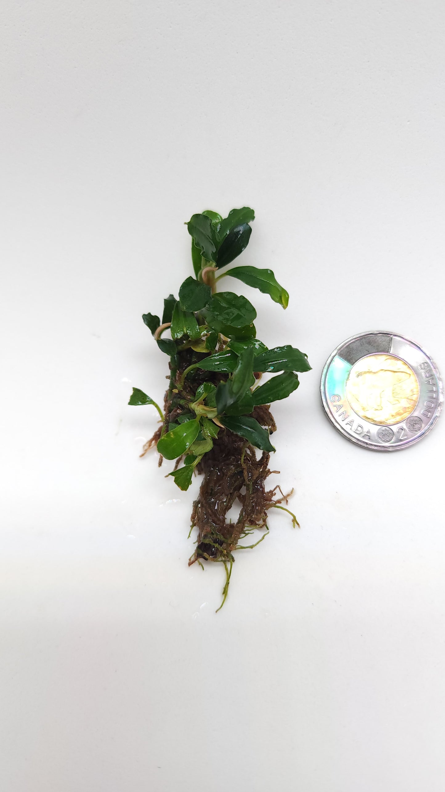 BUCEPHALANDRA SP. RAINBOW FROST