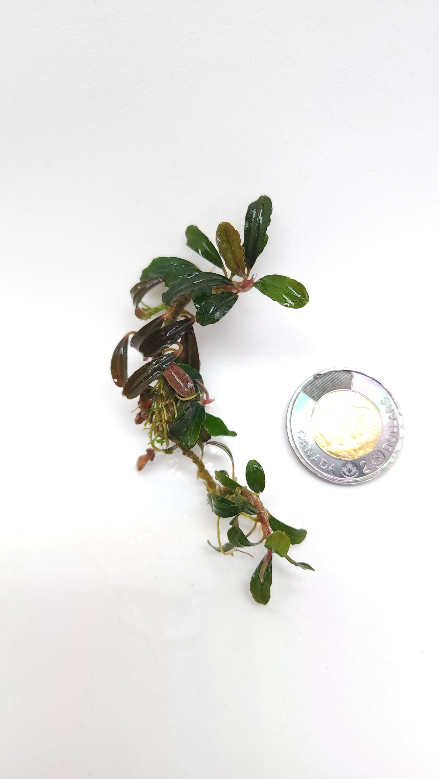 BUCEPHALANDRA SP. MINI BLACK