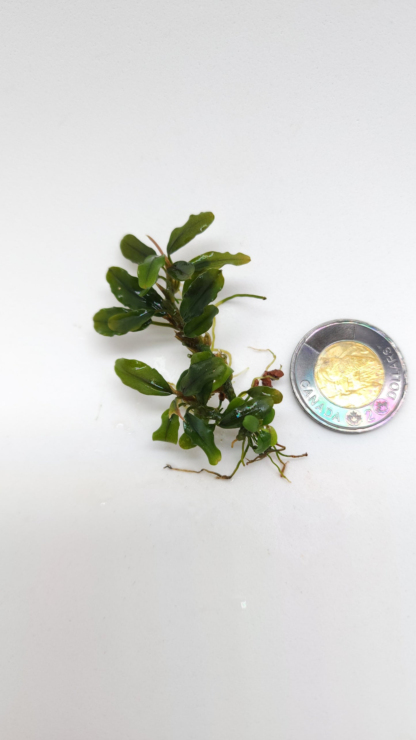 BUCEPHALANDRA SP. MINI BLACK