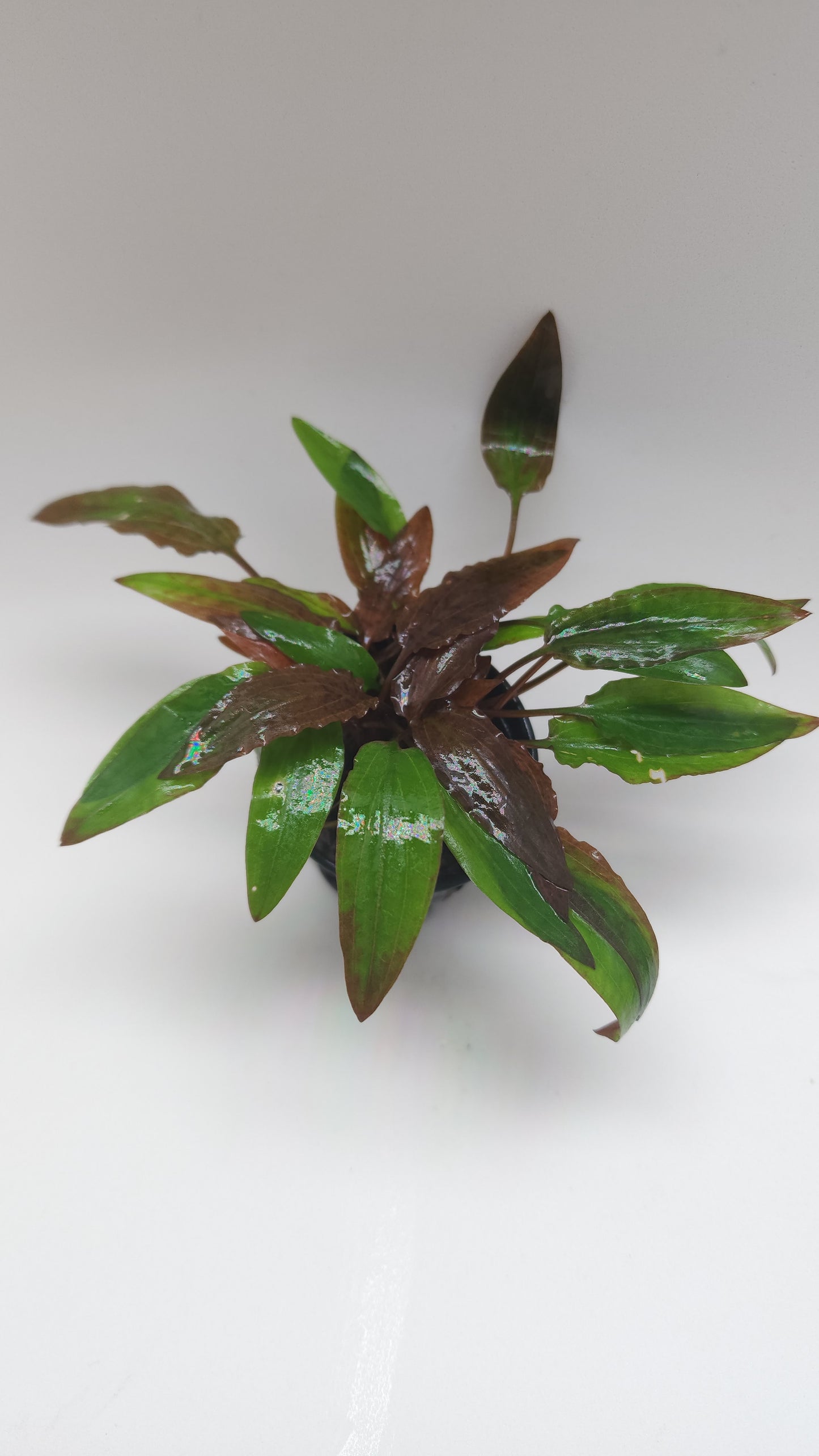 Cryptocoryne Wendtii 'Affinis Red'