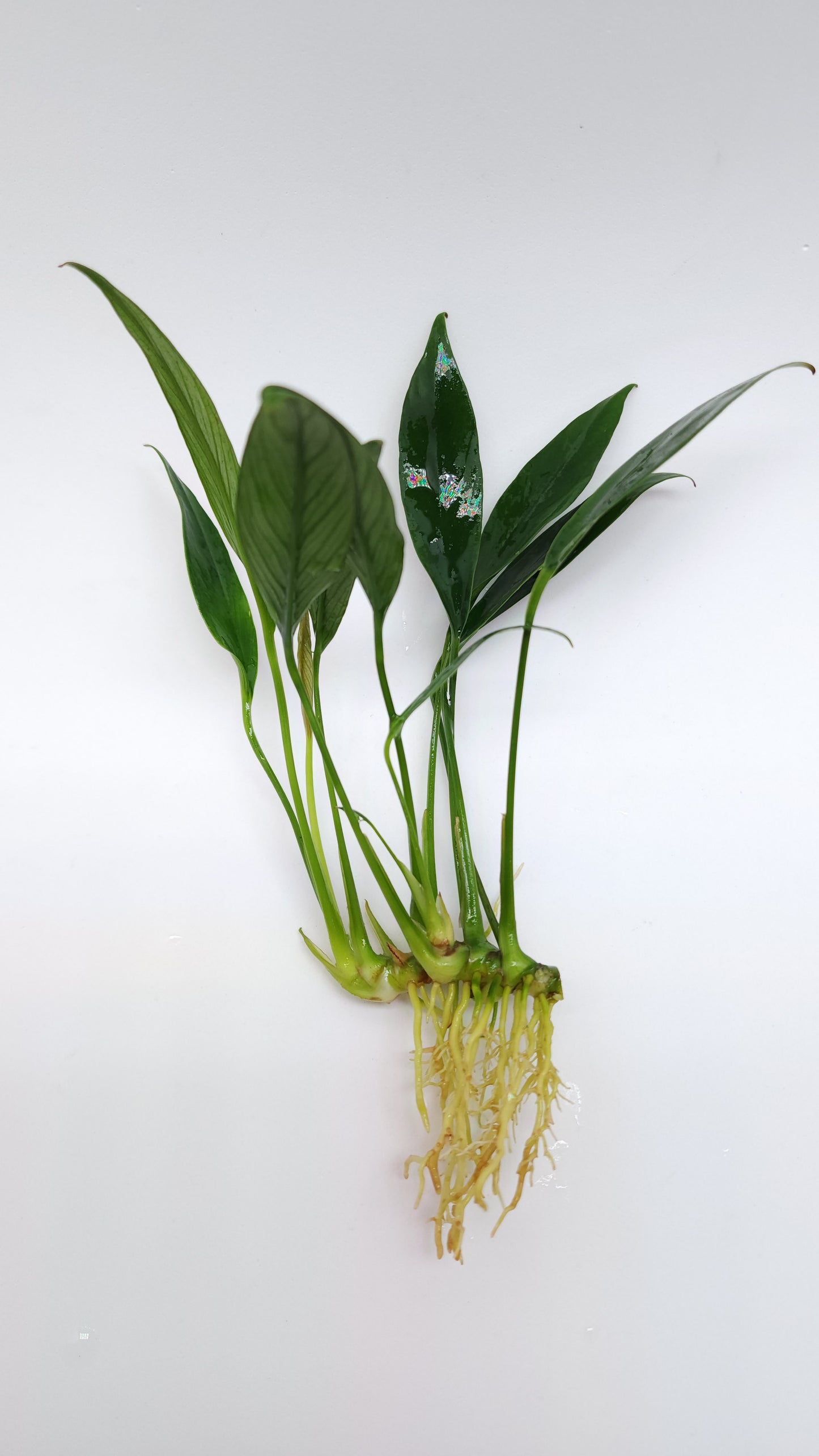 Anubias Congensis mini