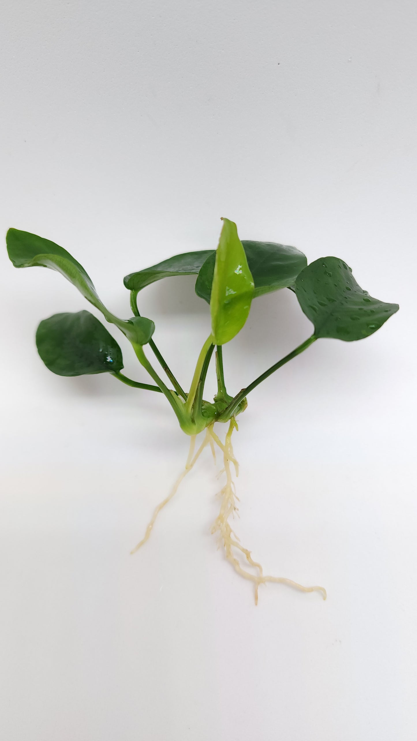 Anubias barteri var nana