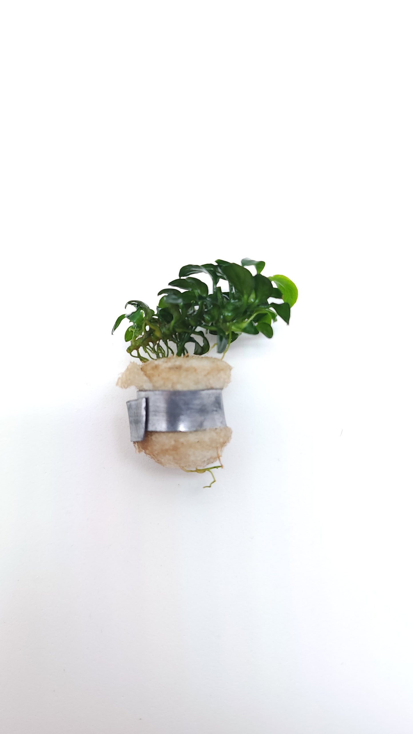 Anubias barteri var nana (petite nano)