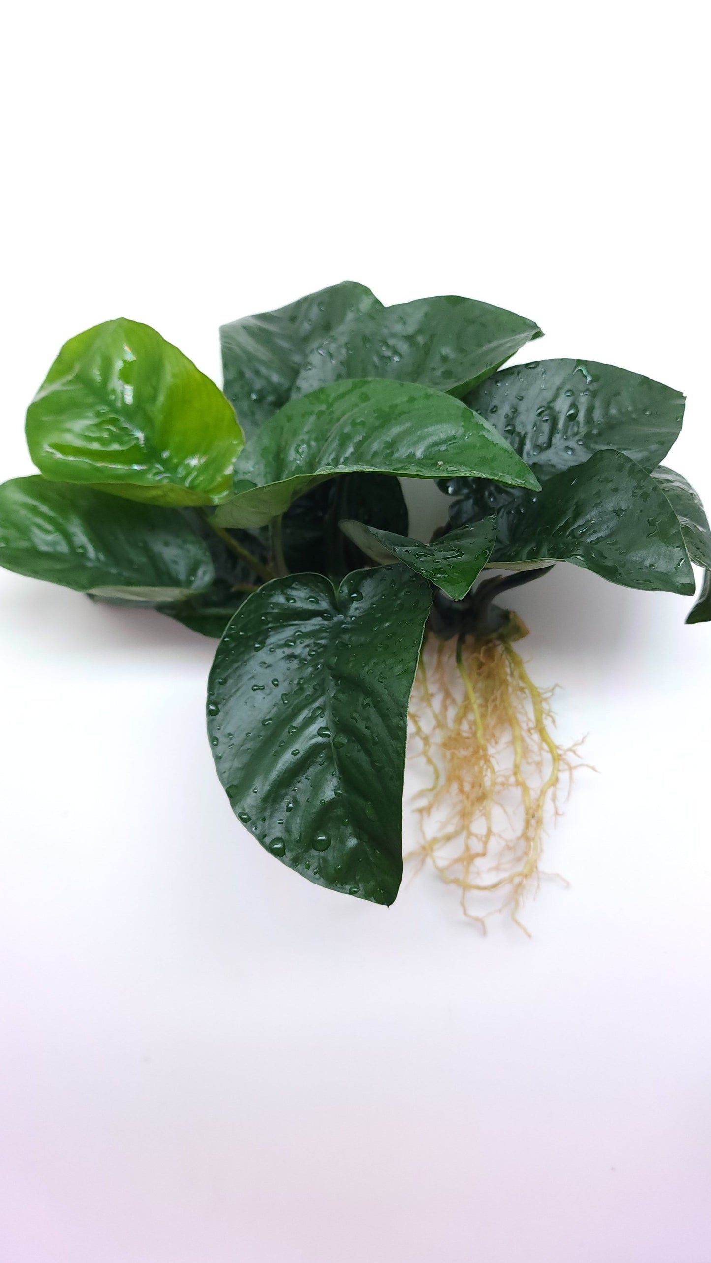 Anubias barteri Butterfly
