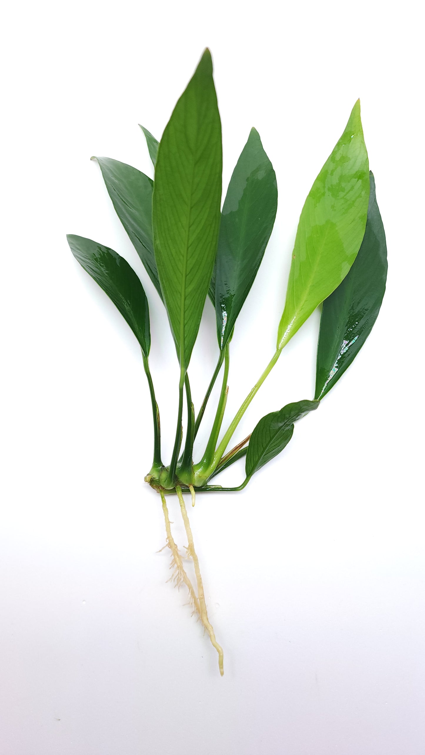 Anubias Barteri var Glabra