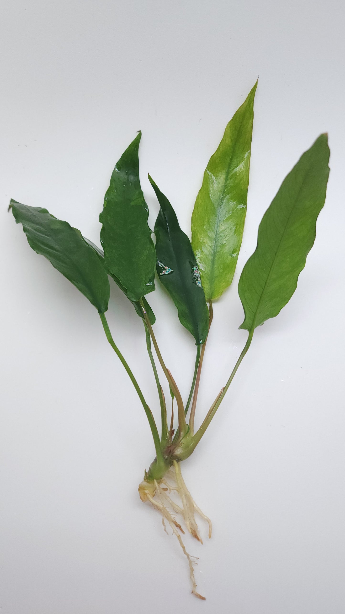 Anubias Barteri var Glabra (Minima)
