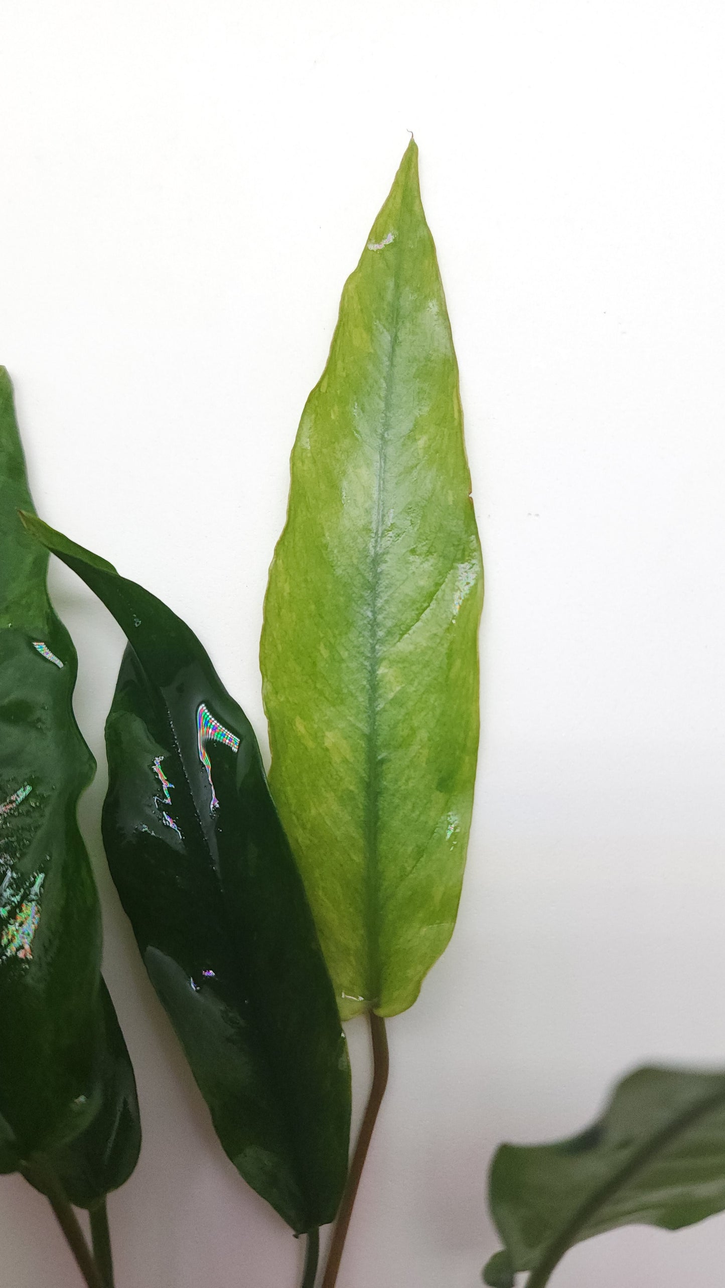 Anubias Barteri var Glabra (Minima)