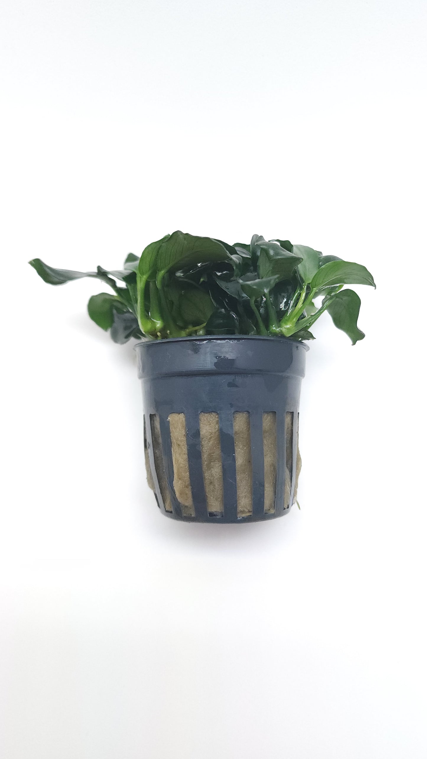 Anubias Barteri Dark angel