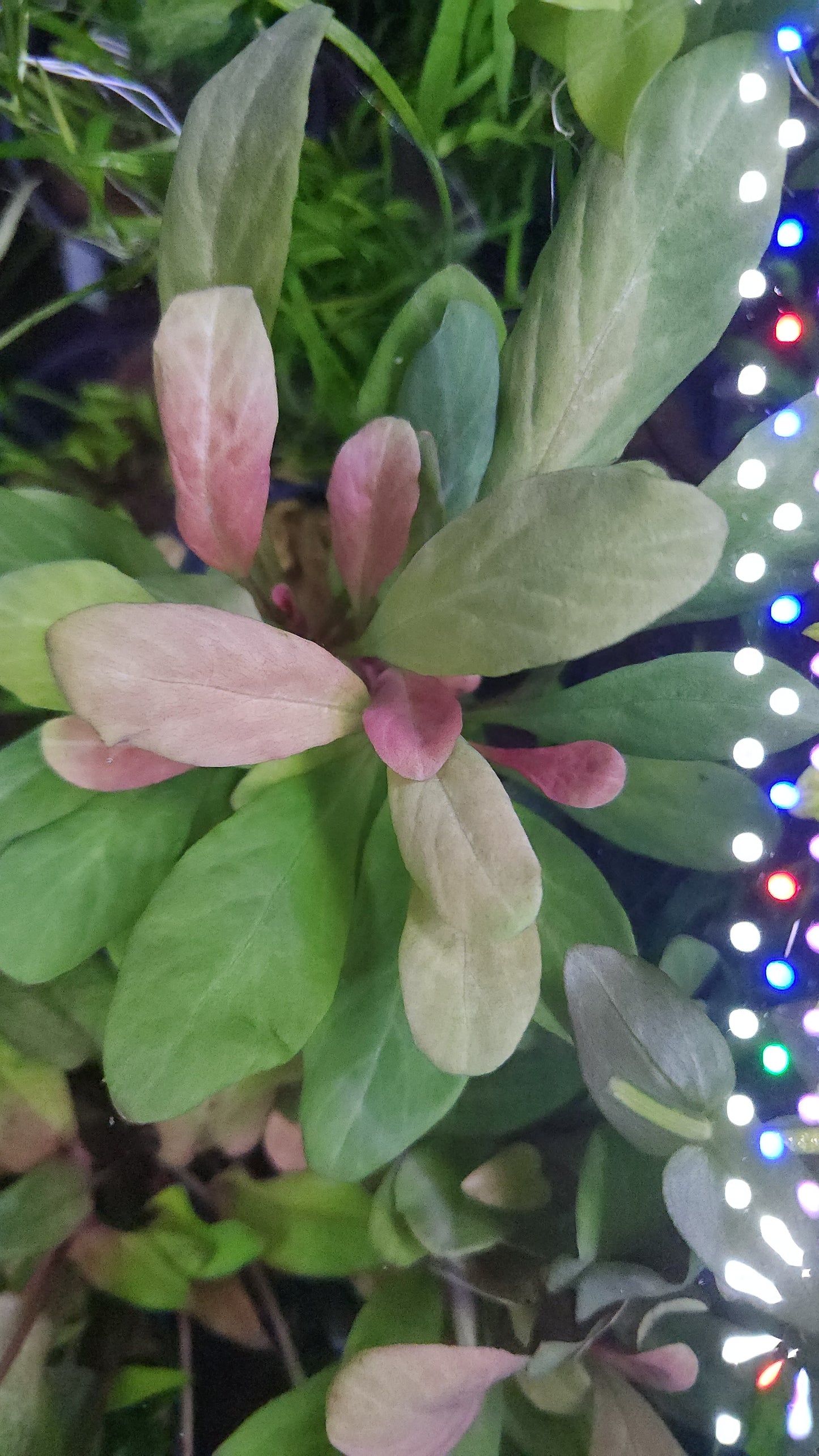 Samolus parviflorus red