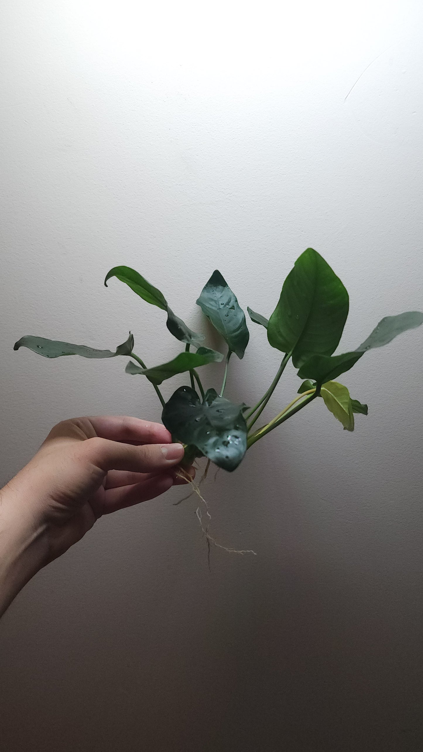 Anubias barteri var nana Extra Large