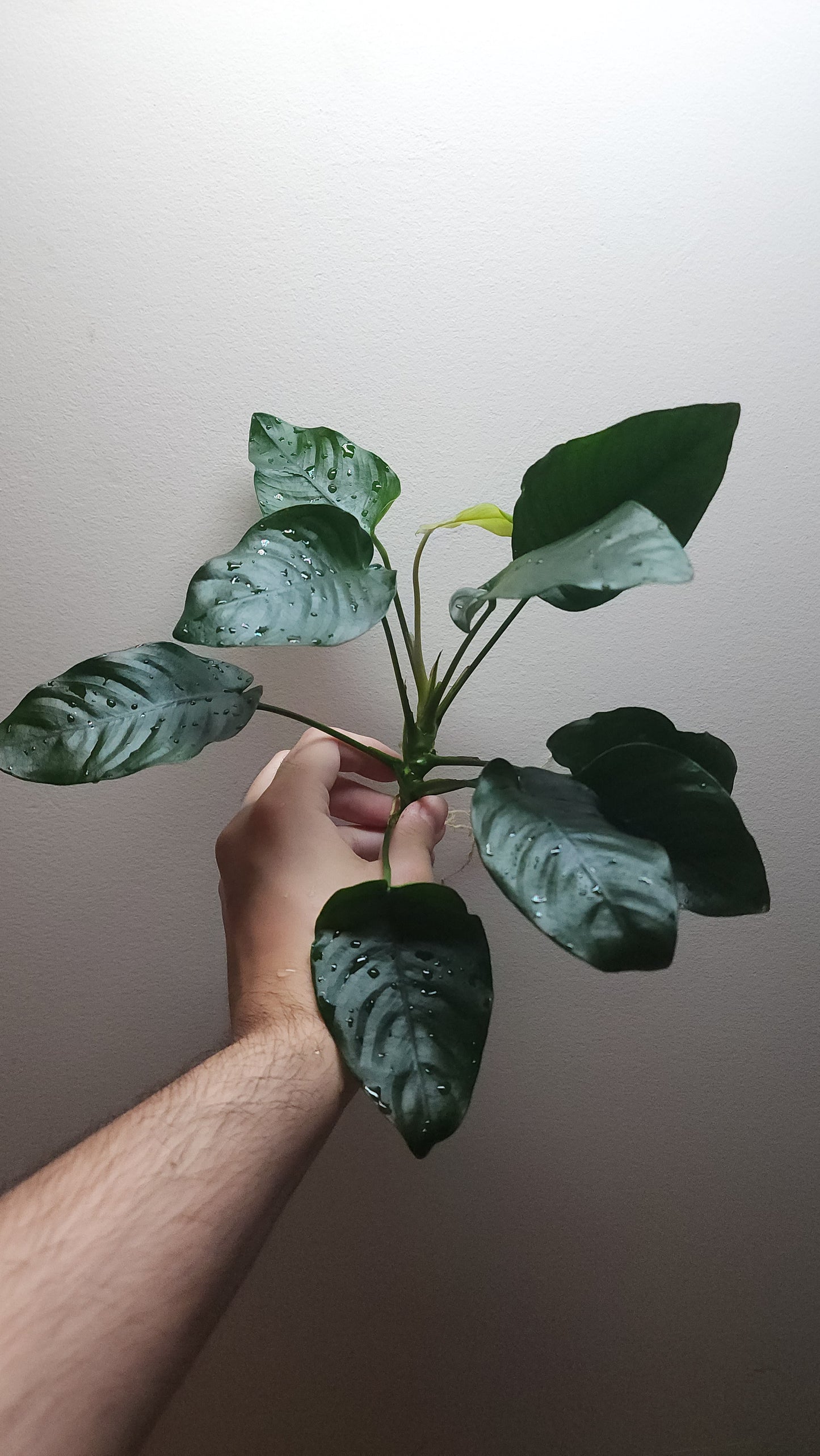 Anubias barteri var nana Extra Large