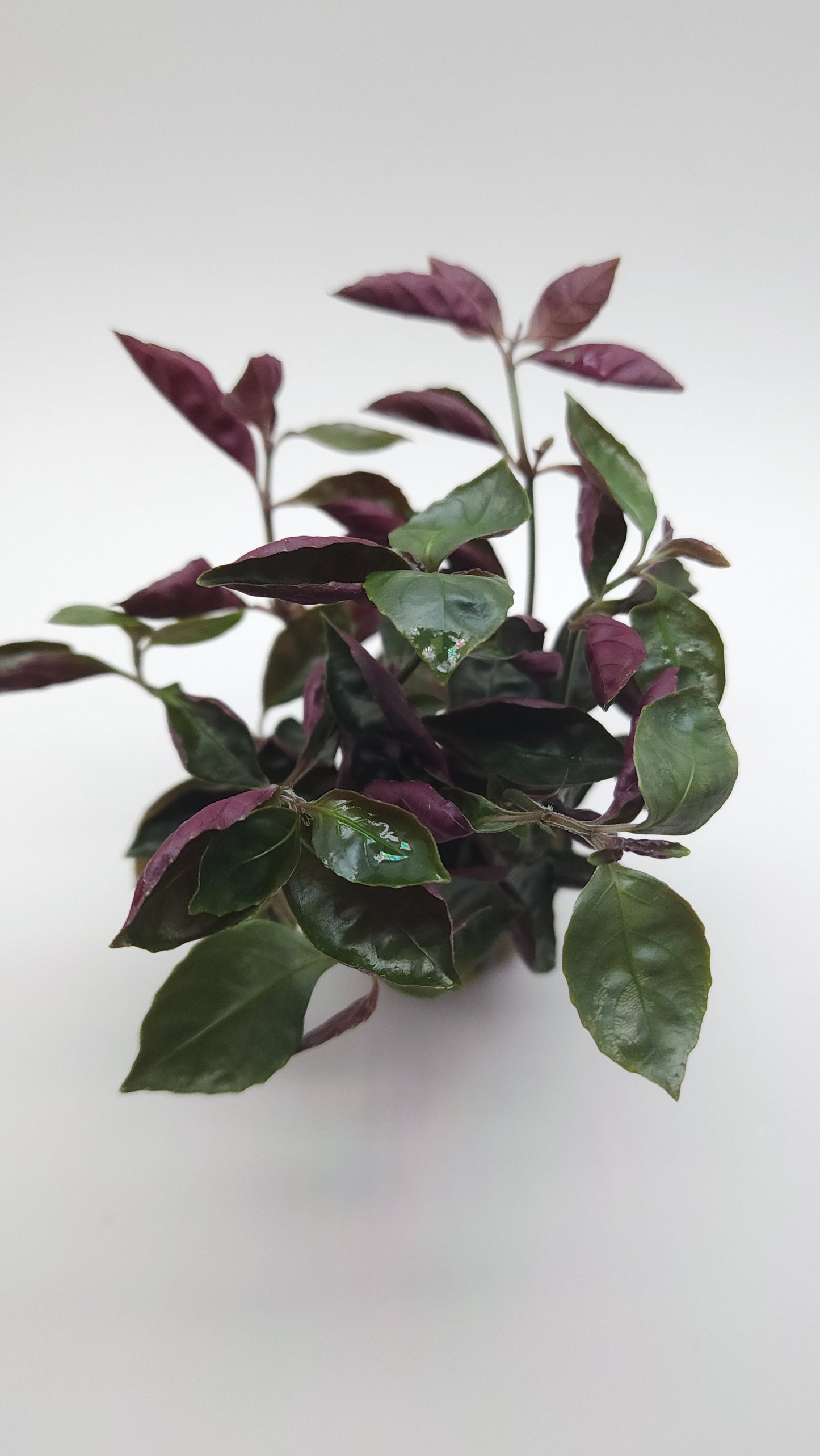 Hemigraphis species mini