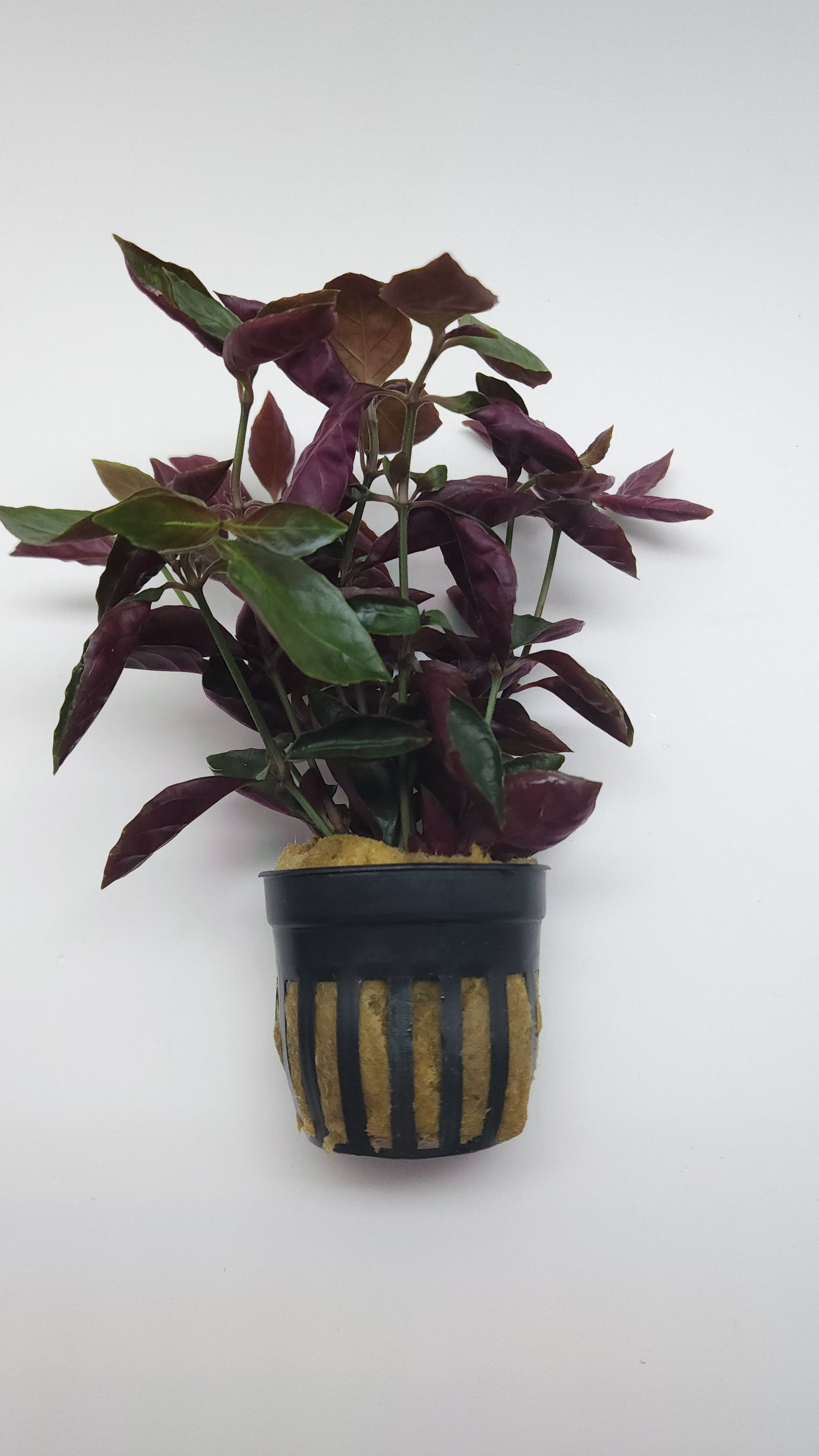 Hemigraphis species mini