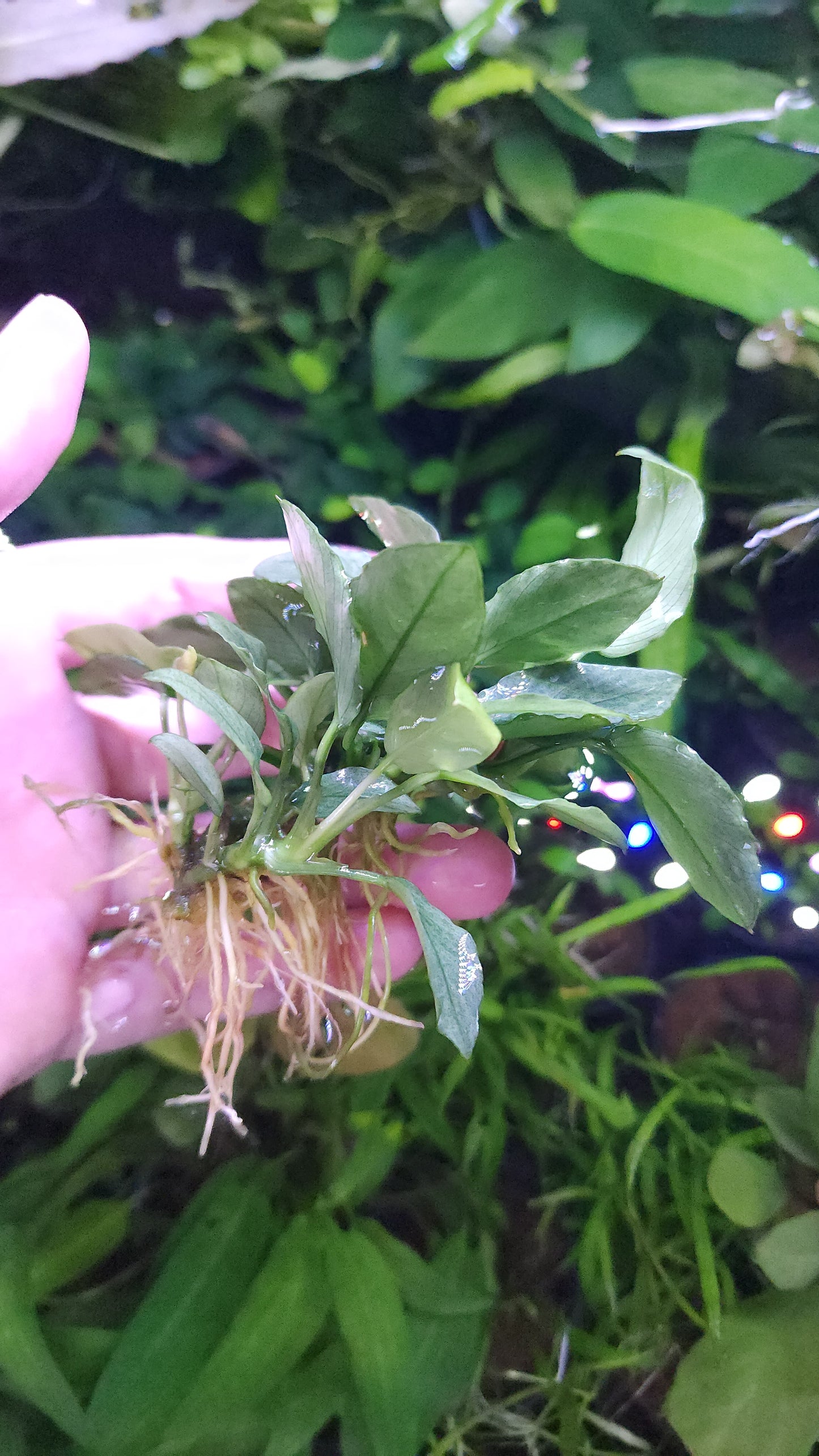 Anubias barteri var. nana (Jade)