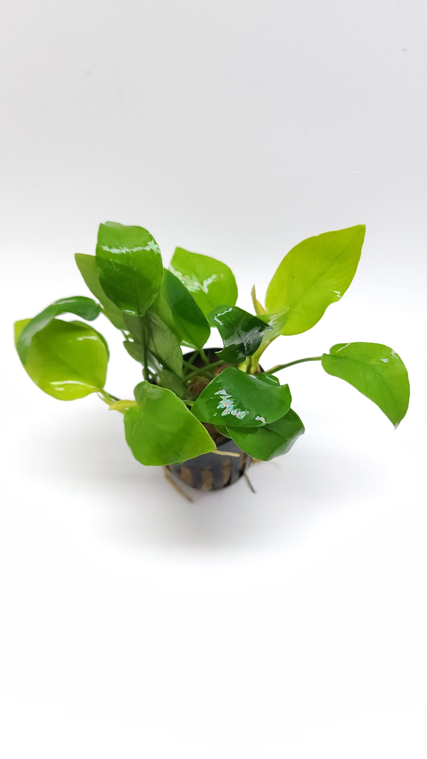 Anubias barteri var Nana (Golden)