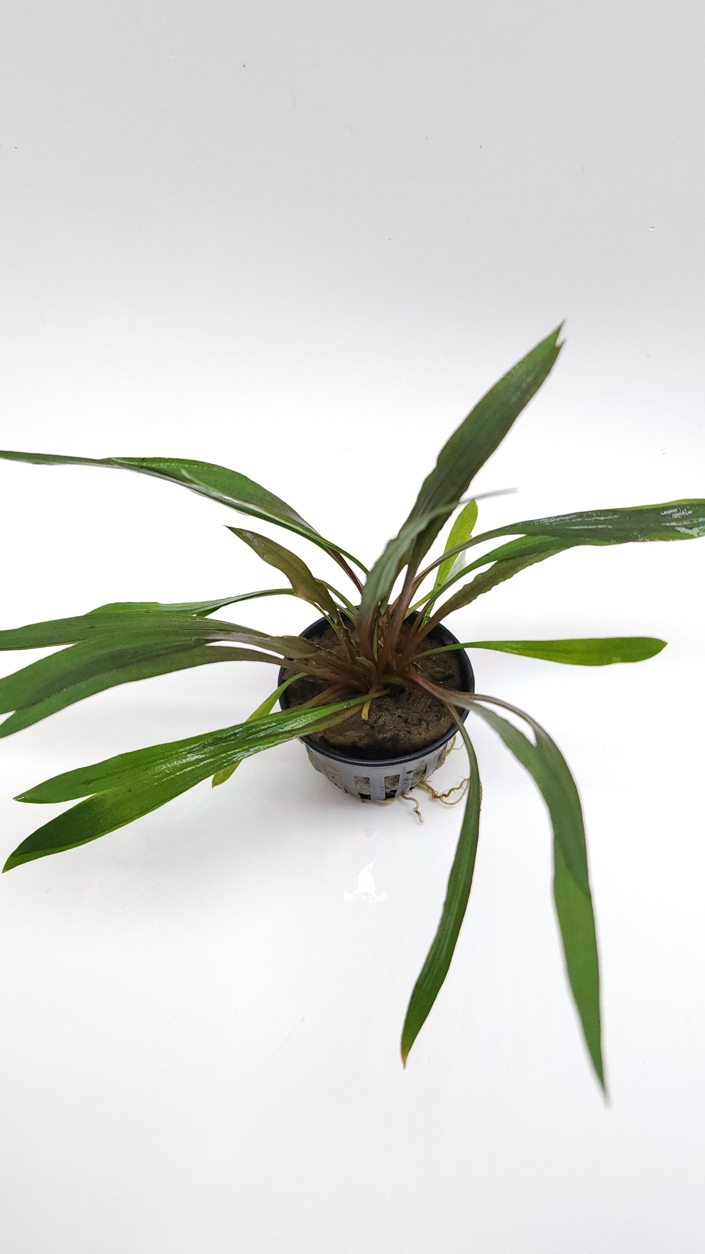 Cryptocoryne Spiralis 'Tiger'