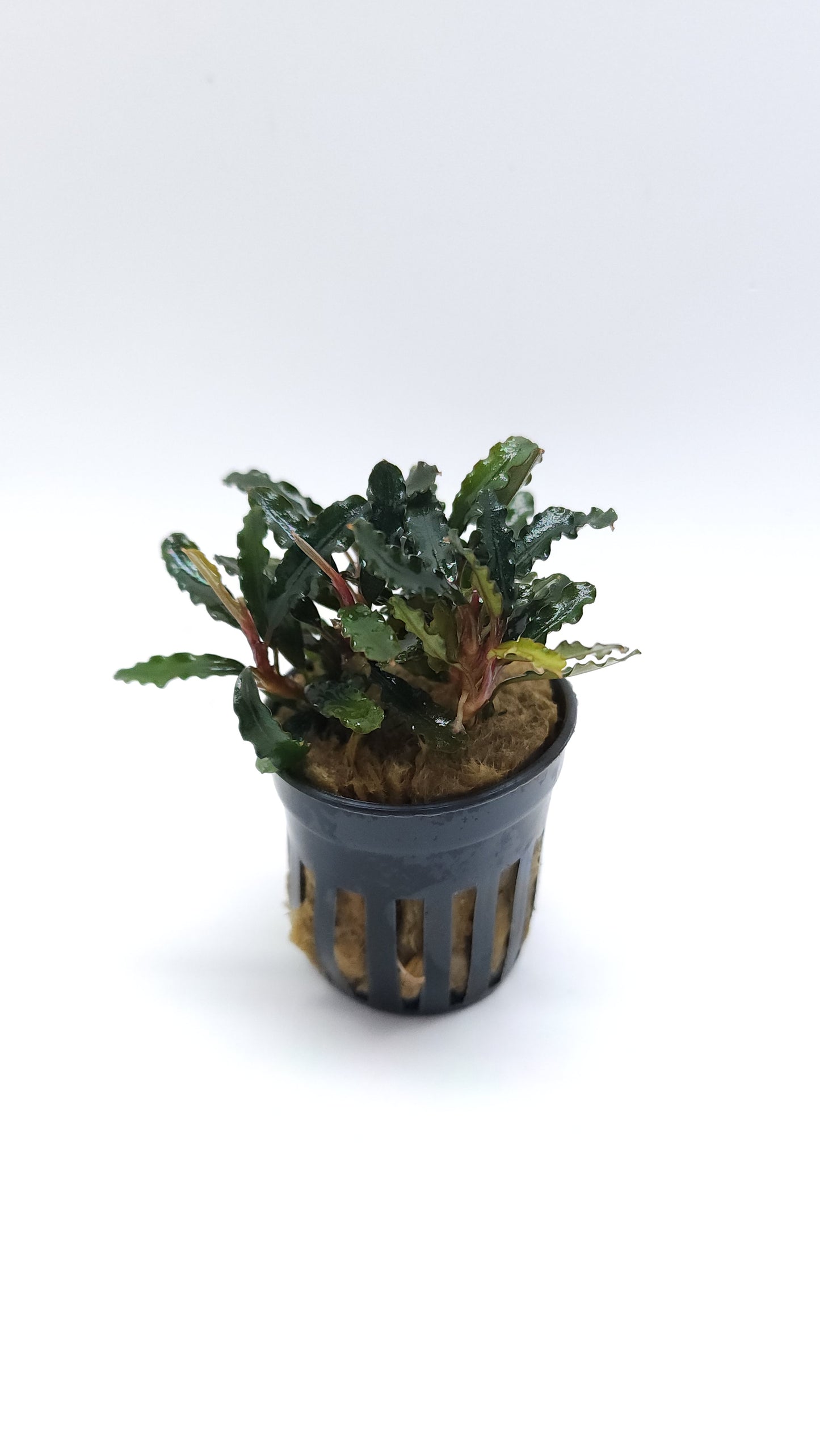 BUCEPHALANDRA SP. TITAN