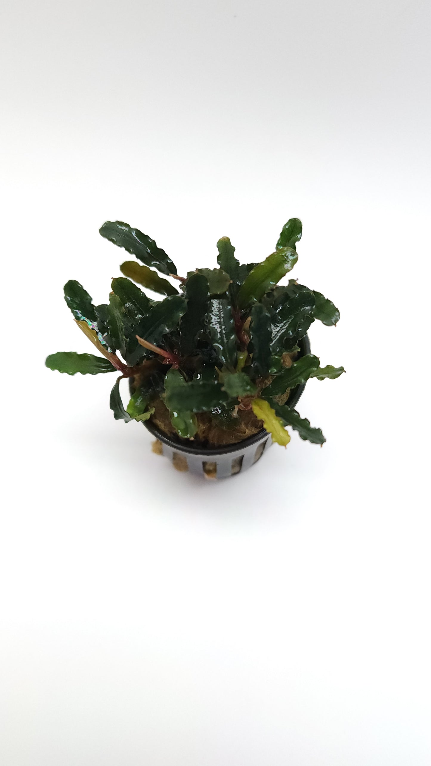 BUCEPHALANDRA SP. TITAN