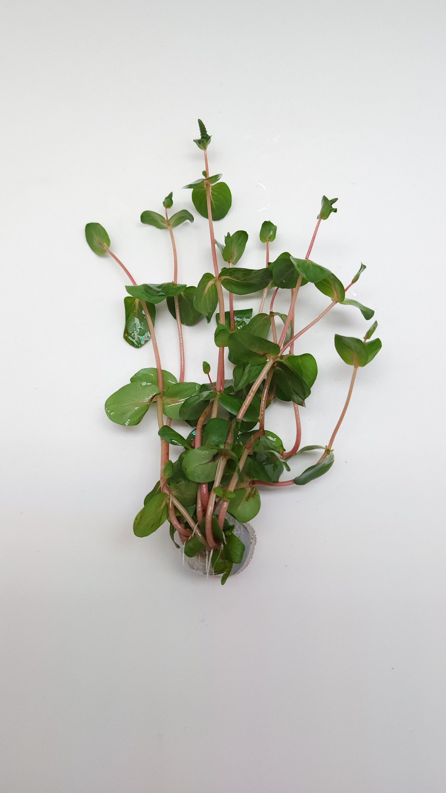 Rotala macranda shimoga