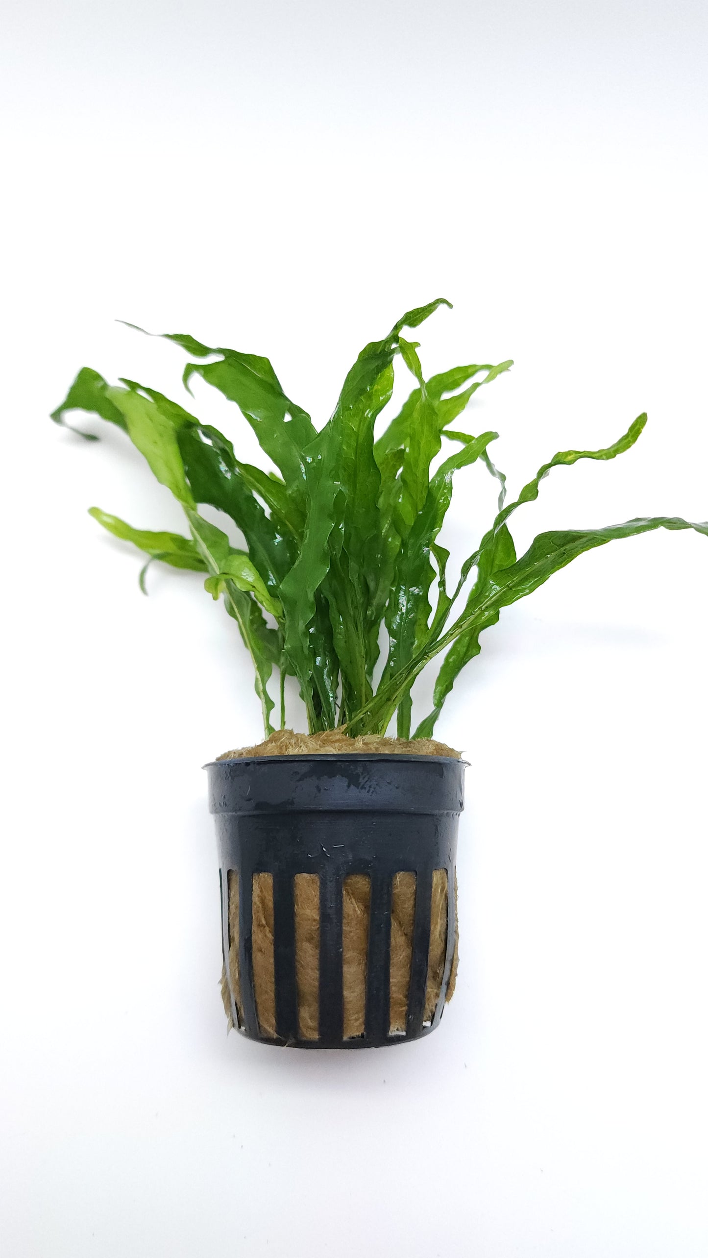 Microsorum pteropus flaming