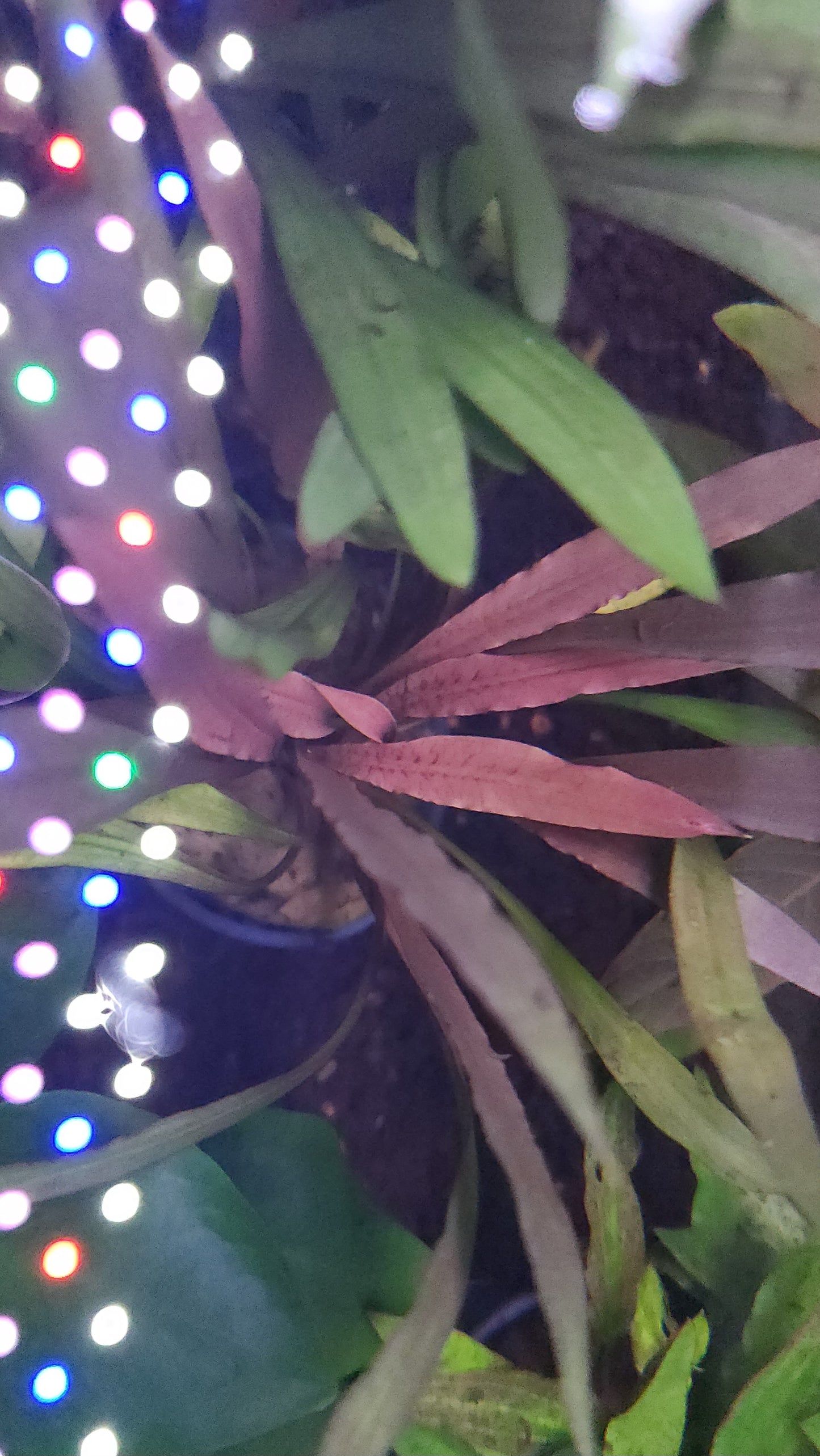 Cryptocoryne Spiralis 'Tiger'