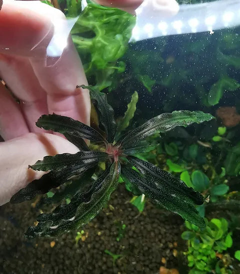 BUCEPHALANDRA SP. BLACK VELVET